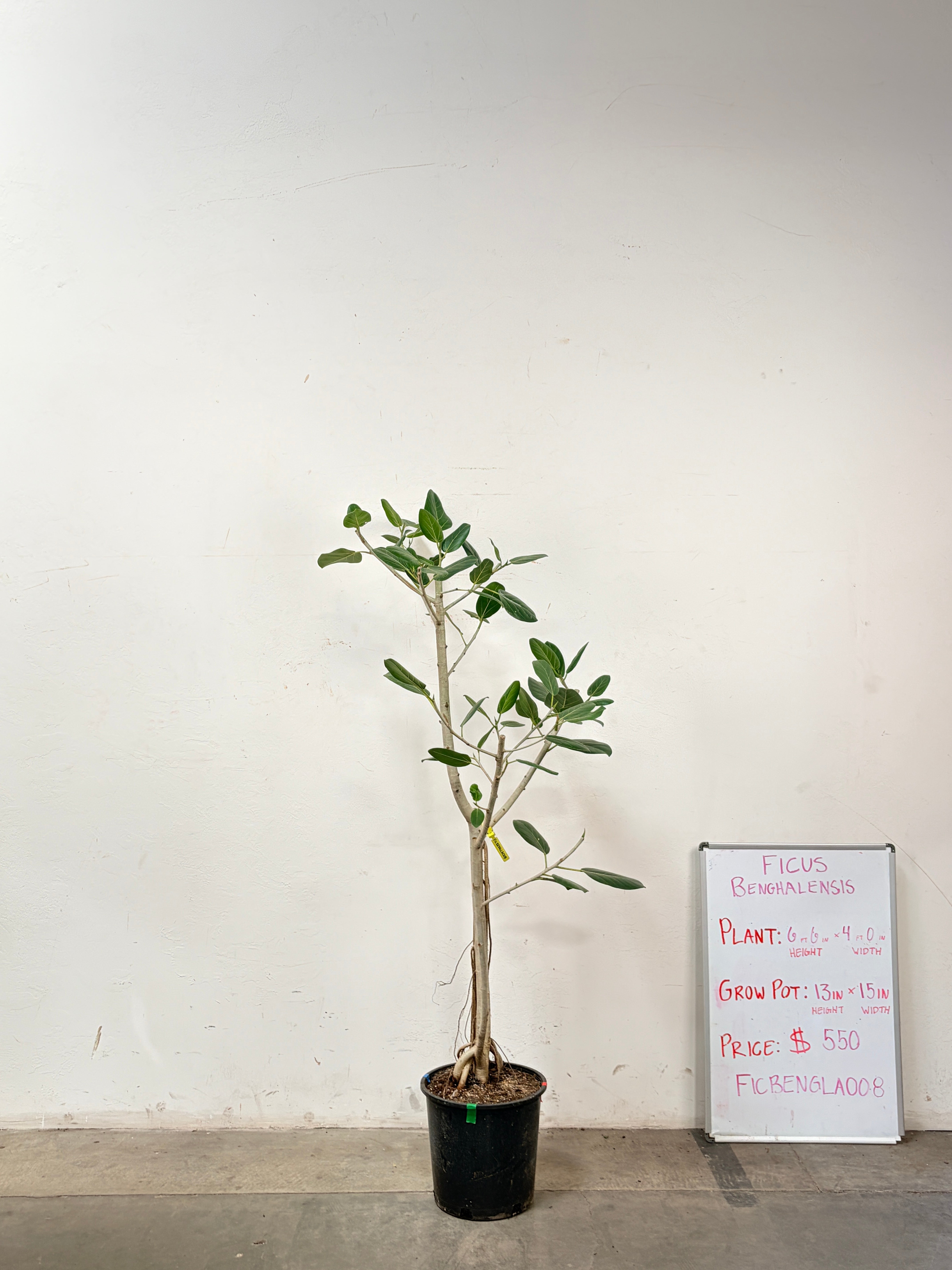 Ficus Benghalensis FICBENGLA008