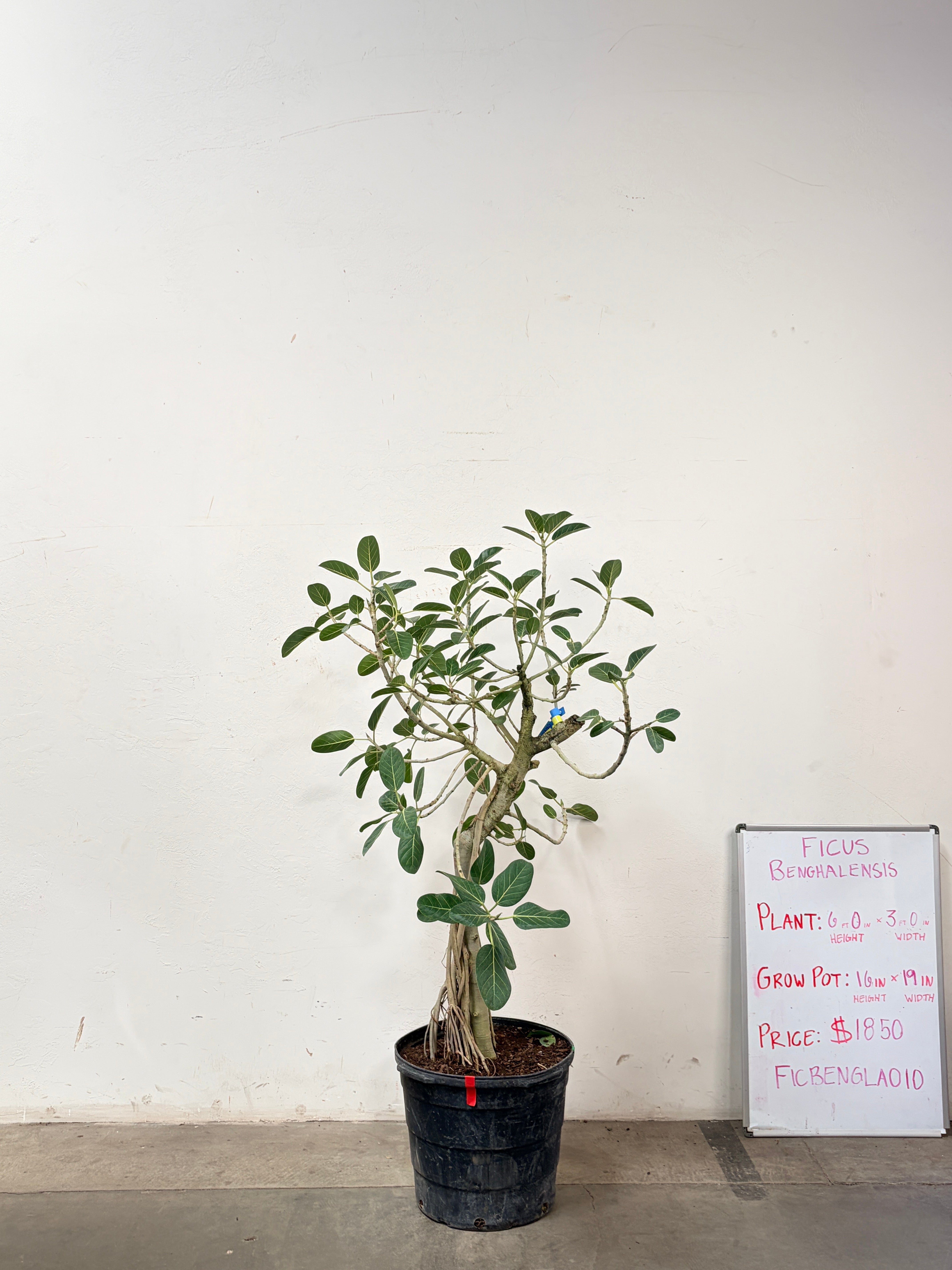 Ficus Benghalensis FICBENGLA010