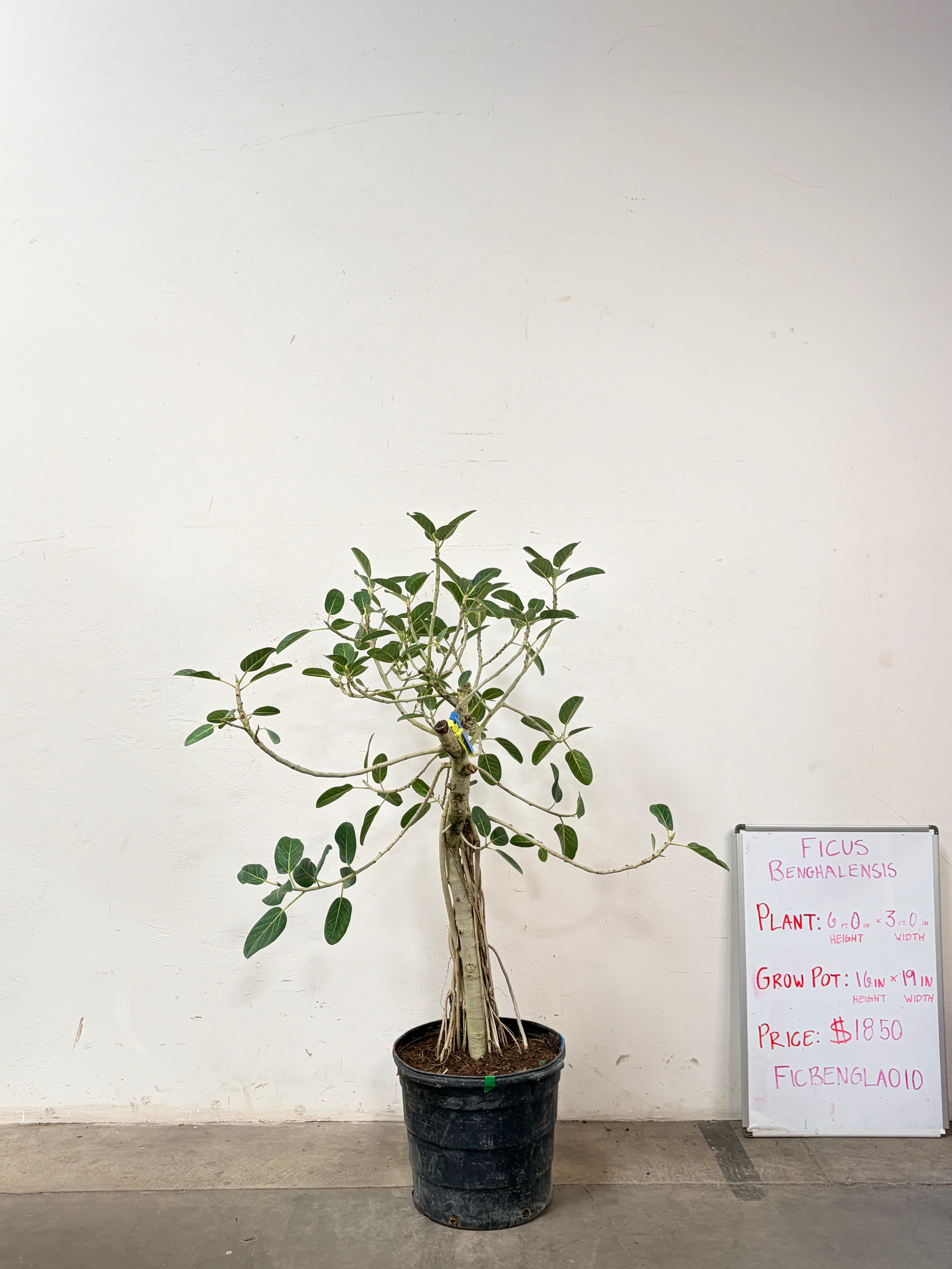 Ficus Benghalensis FICBENGLA010