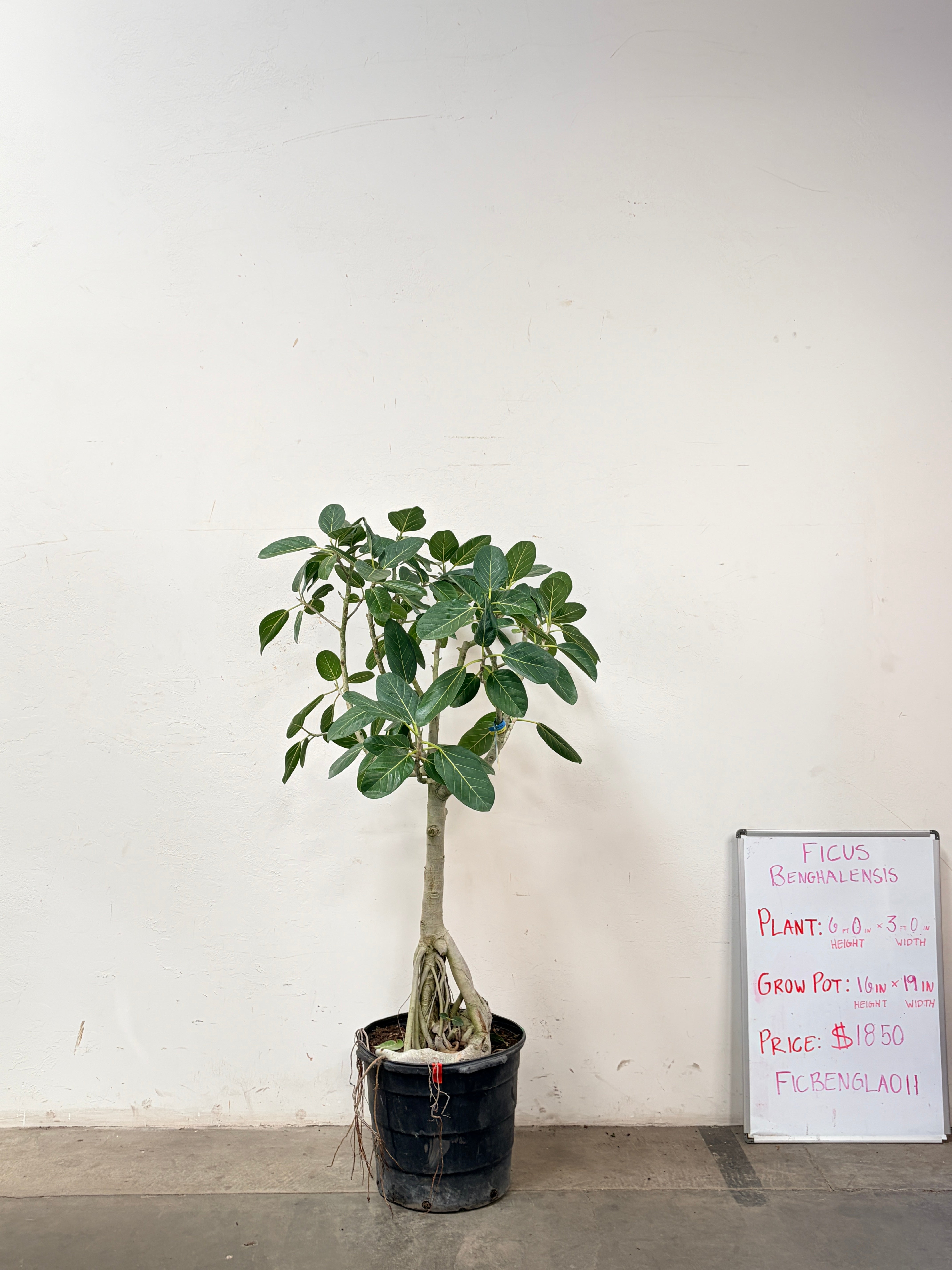 Ficus Benghalensis FICBENGLA011