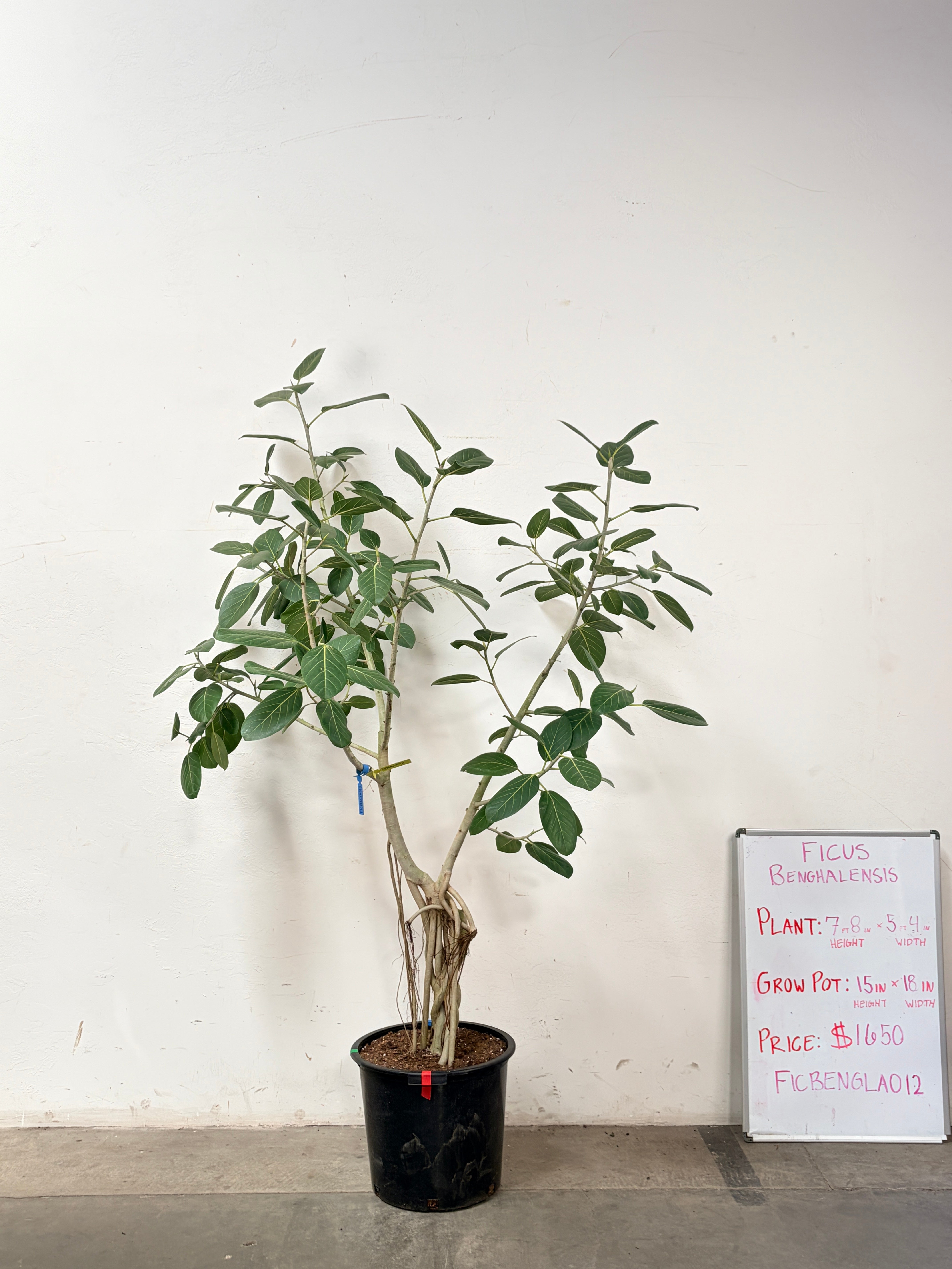 Ficus Benghalensis FICBENGLA012