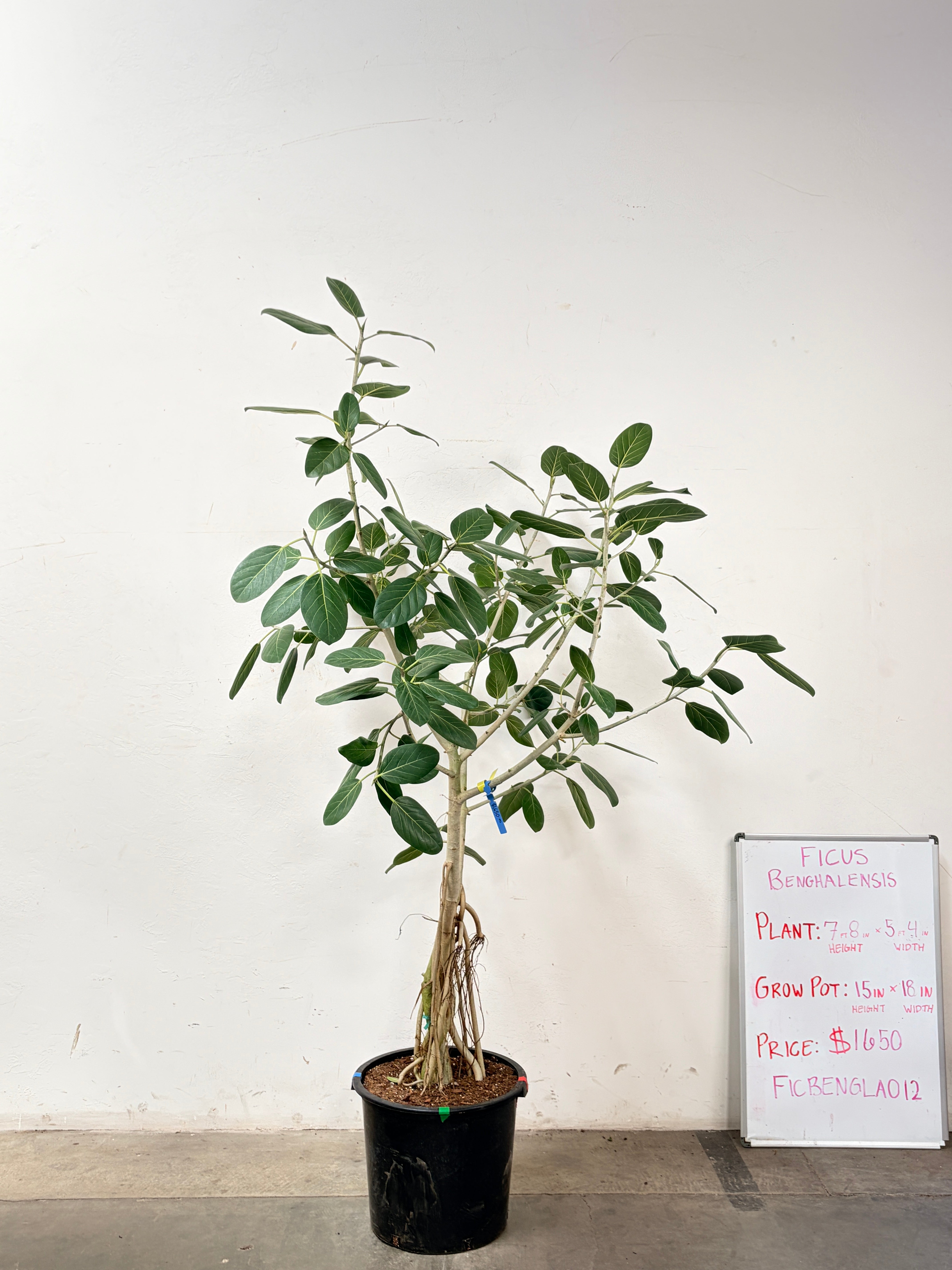 Ficus Benghalensis FICBENGLA012