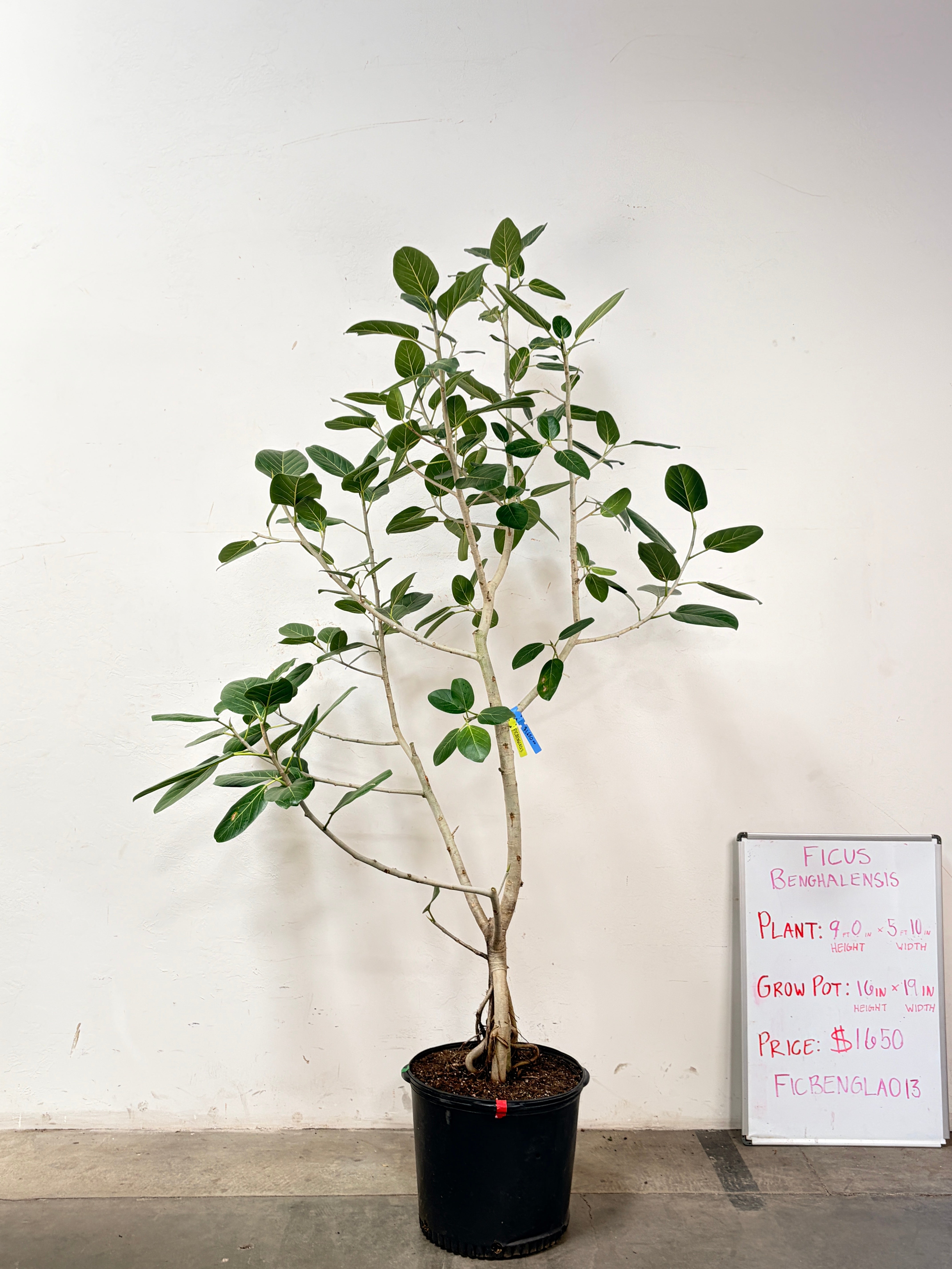 Ficus Benghalensis FICBENGLA013