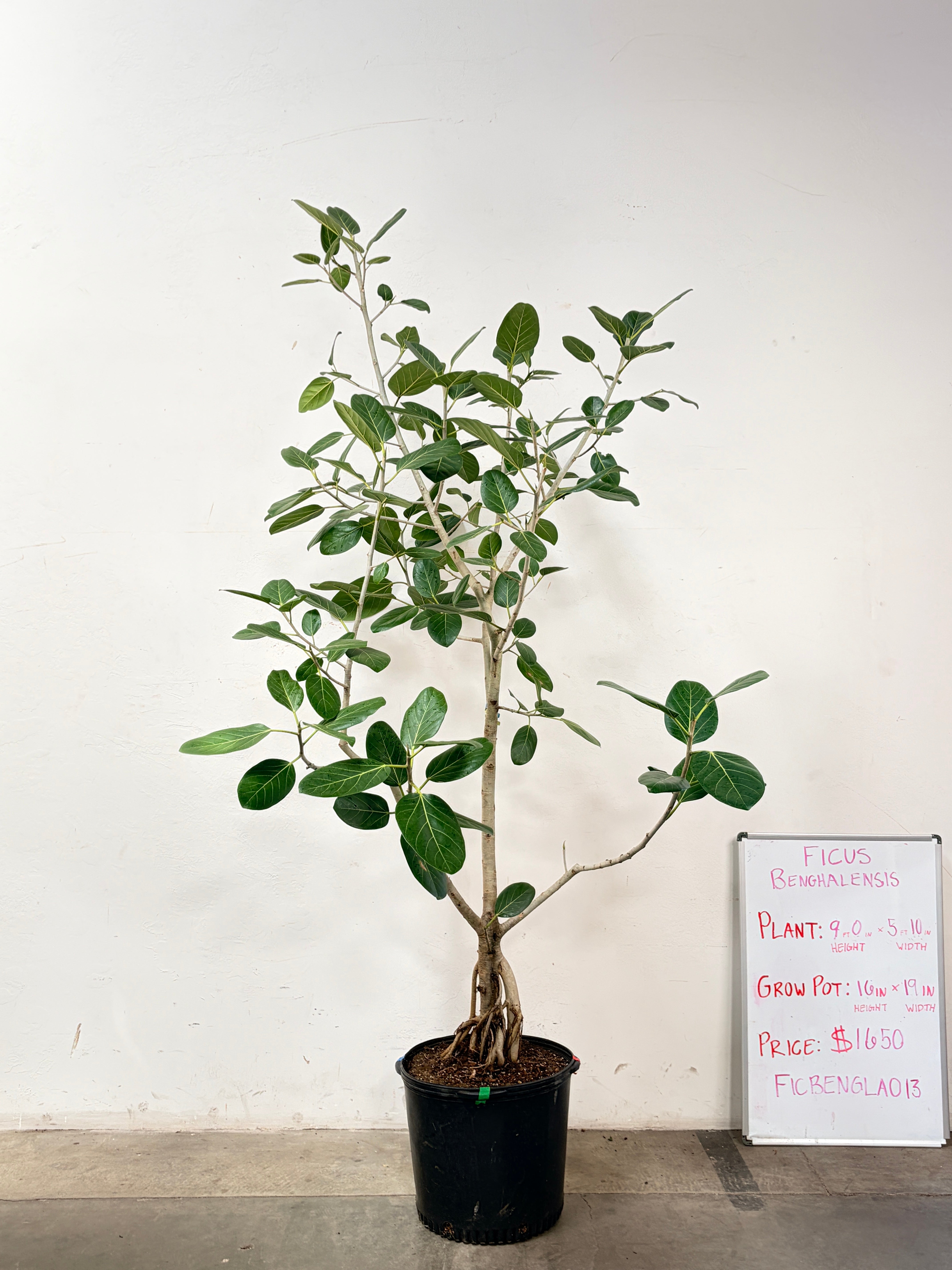 Ficus Benghalensis FICBENGLA013