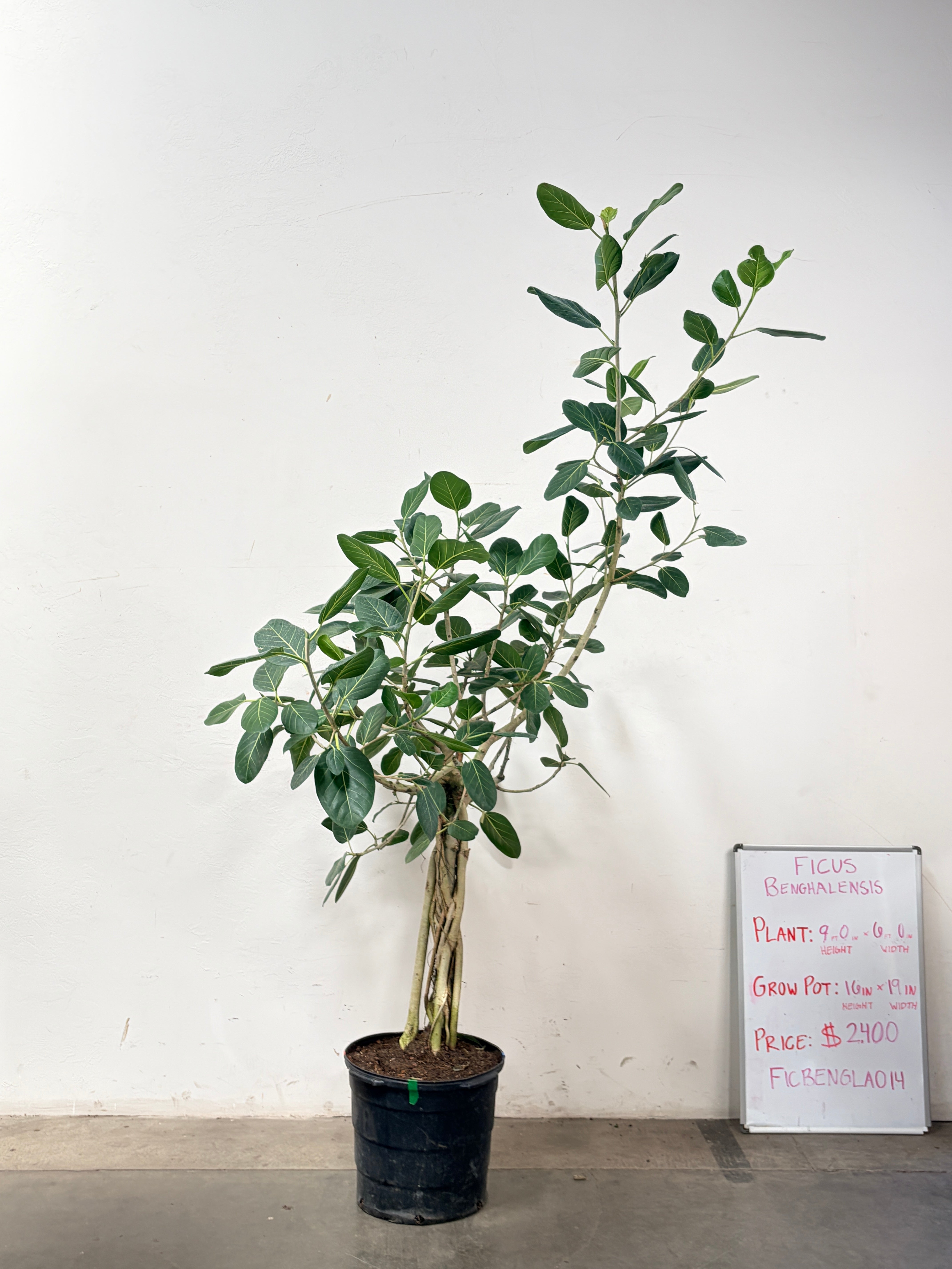 Ficus Benghalensis FICBENGLA014