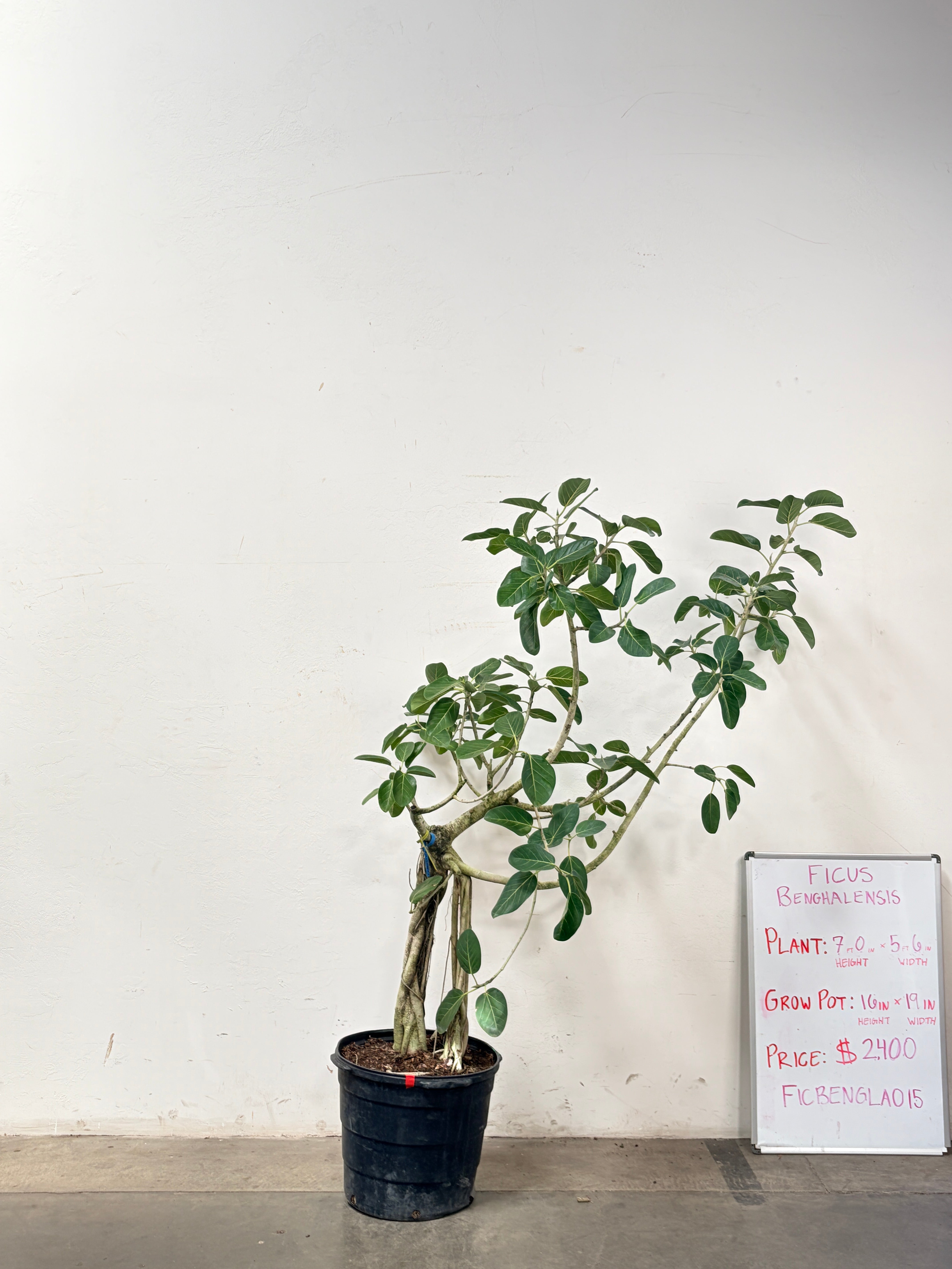 Ficus Benghalensis FICBENGLA015