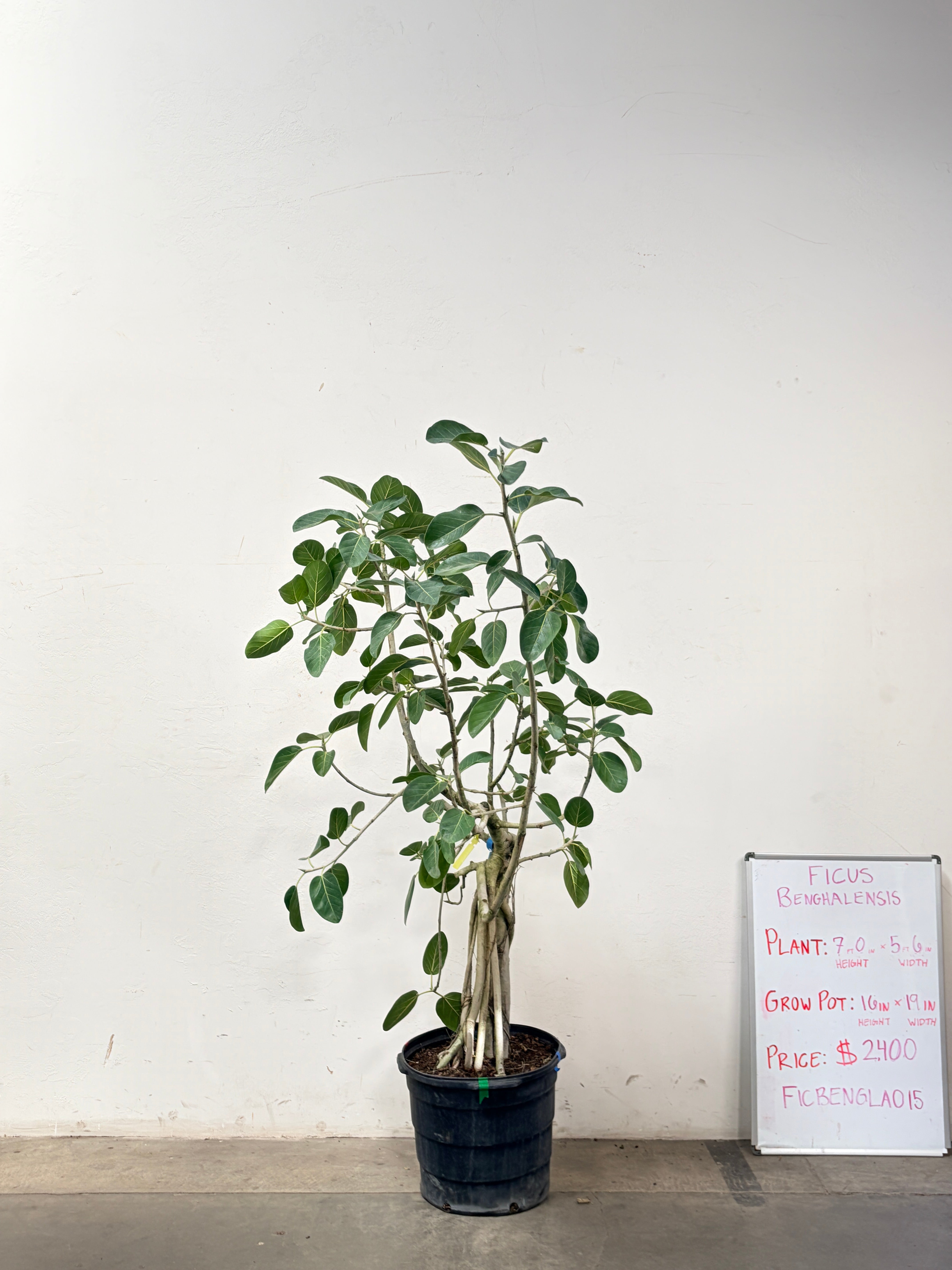 Ficus Benghalensis FICBENGLA015