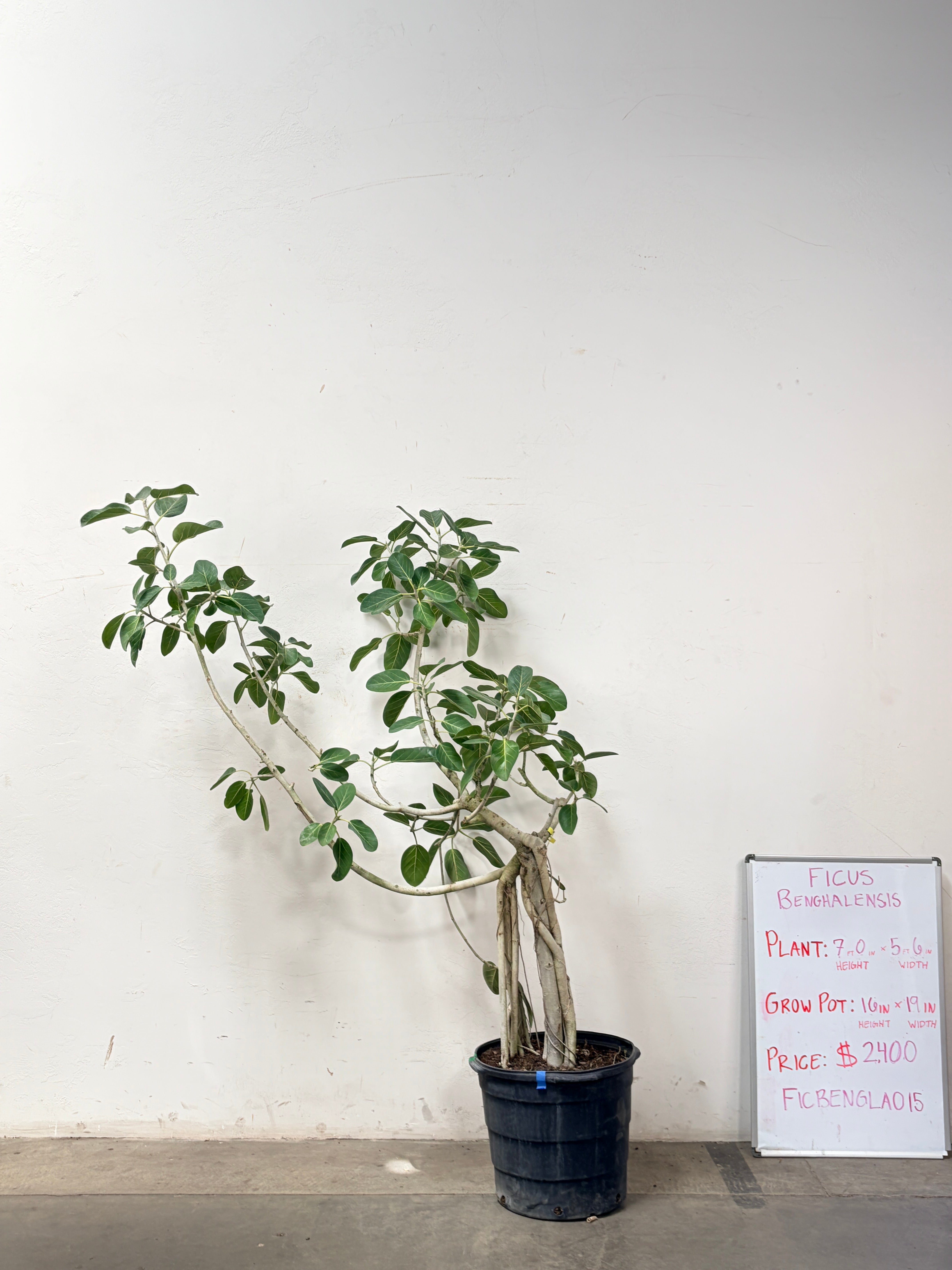 Ficus Benghalensis FICBENGLA015