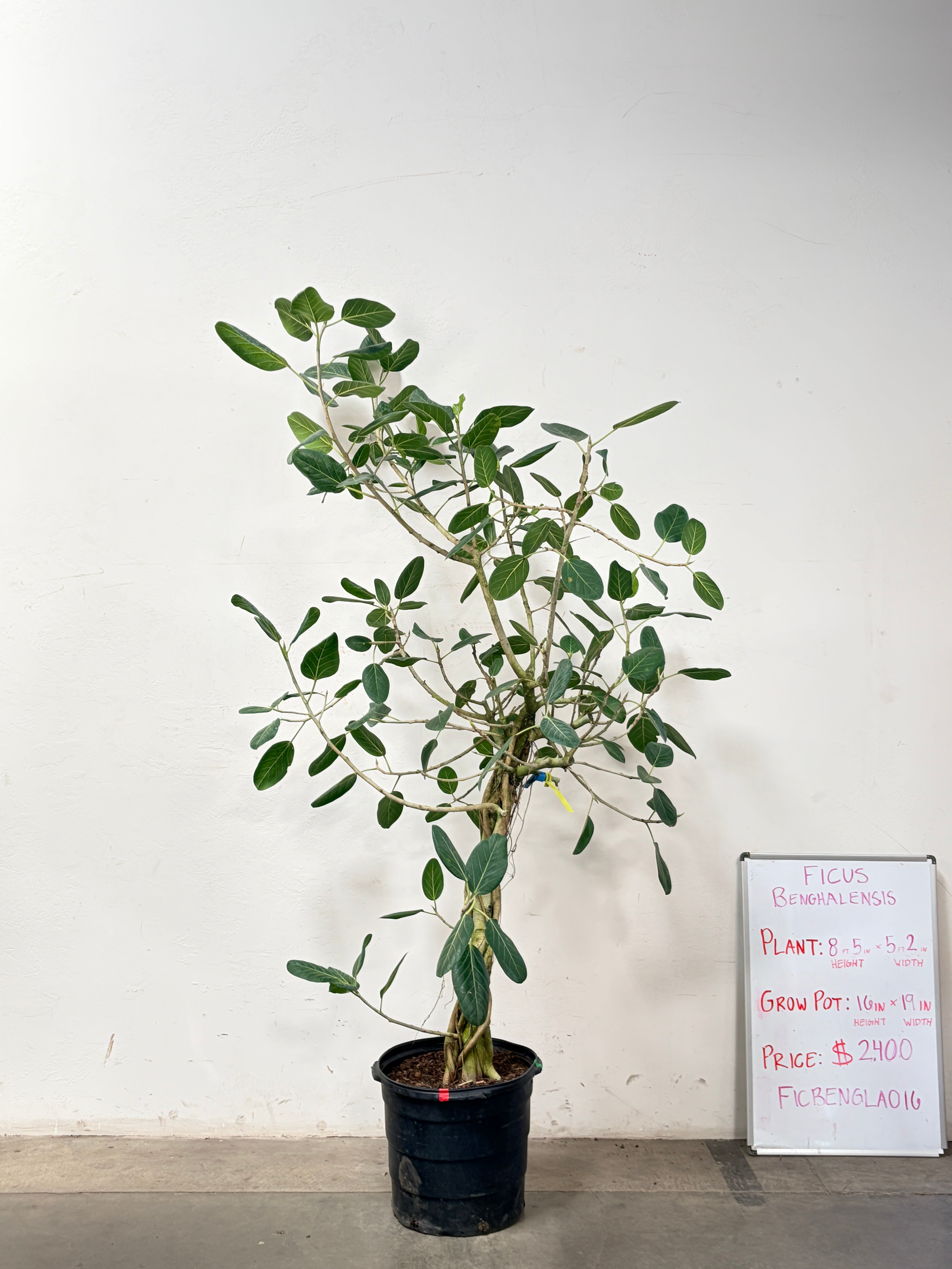 Ficus Benghalensis FICBENGLA016