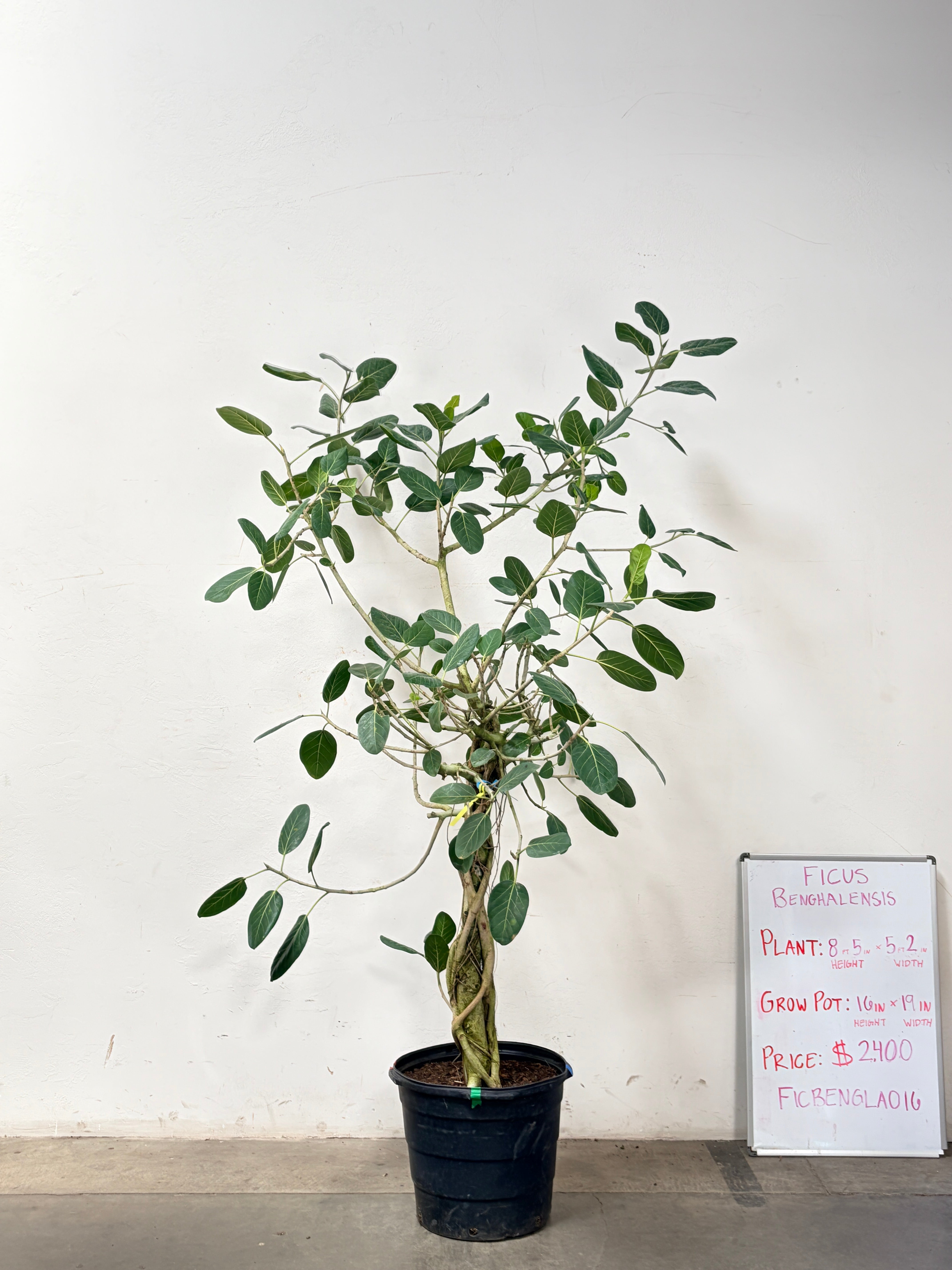 Ficus Benghalensis FICBENGLA016