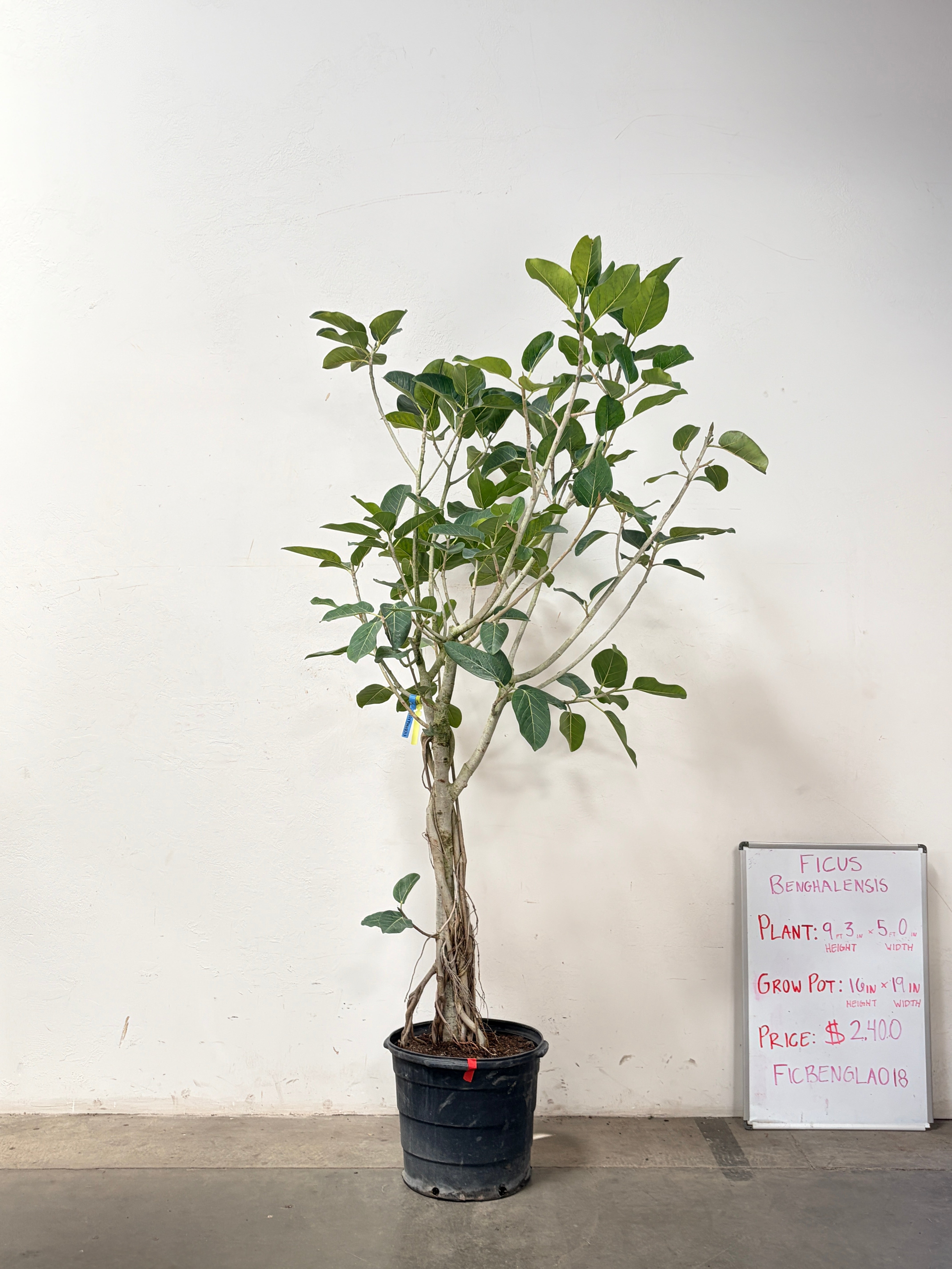 Ficus Benghalensis FICBENGLA018