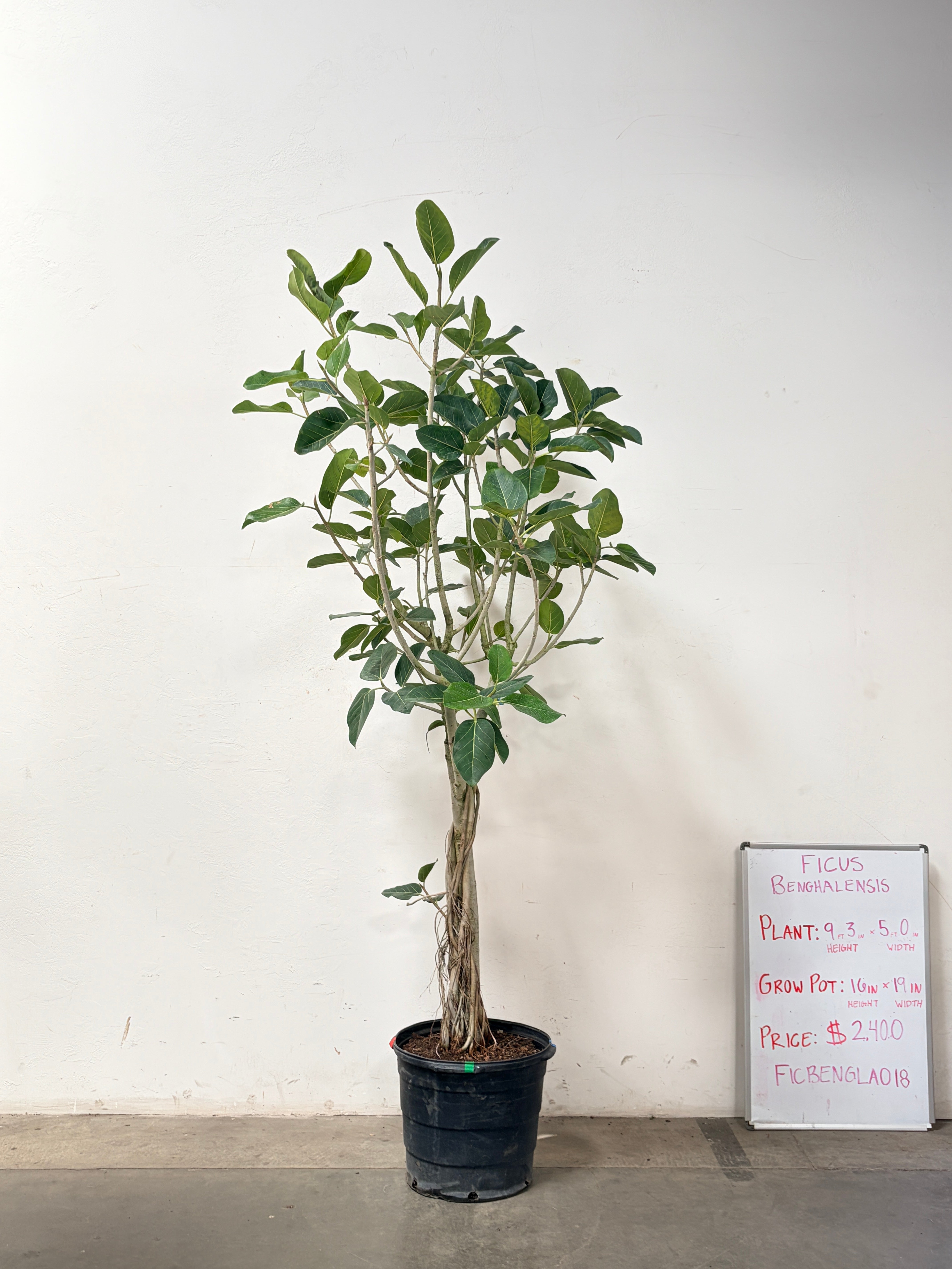 Ficus Benghalensis FICBENGLA018