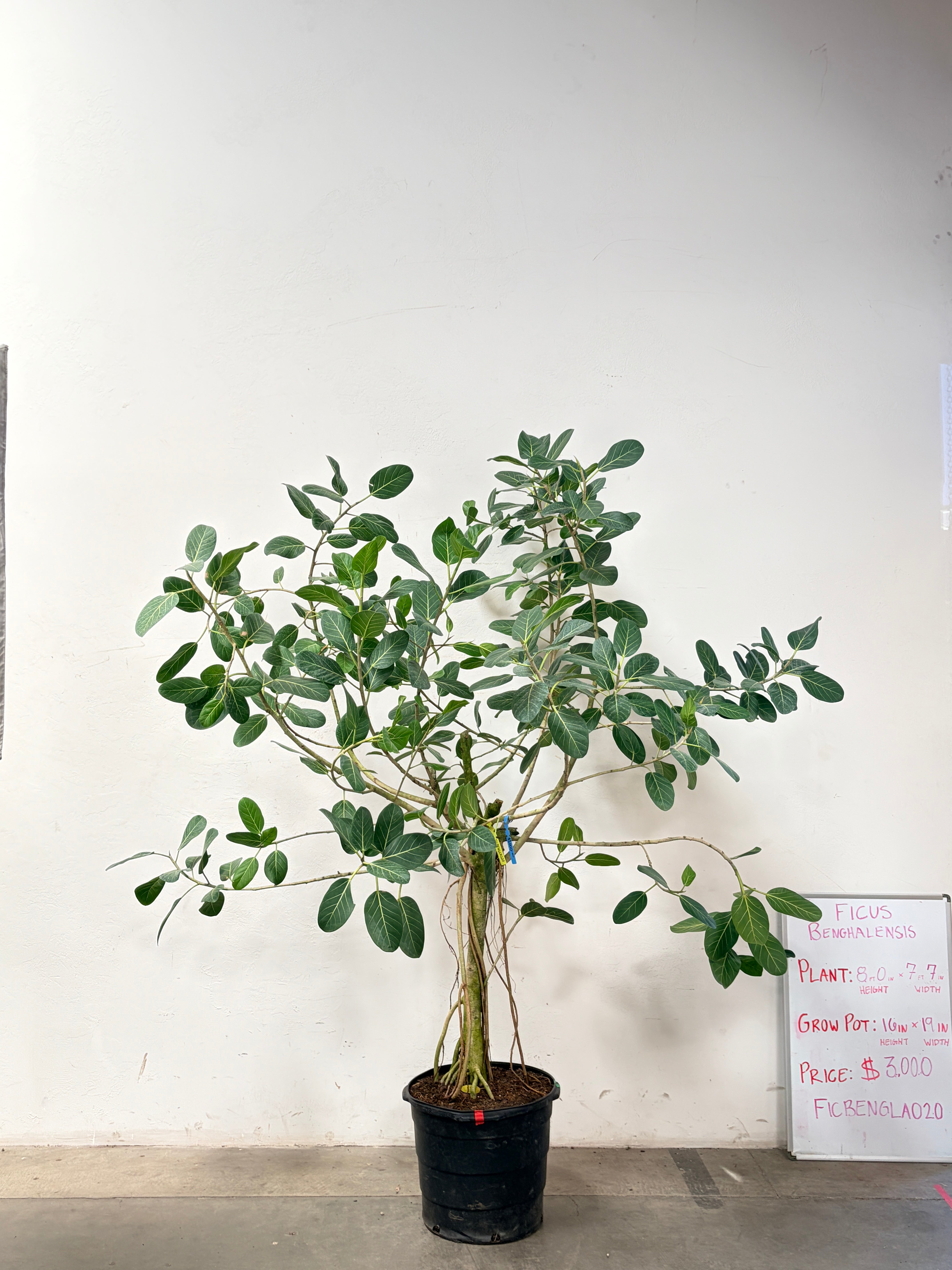 Ficus Benghalensis FICBENGLA020
