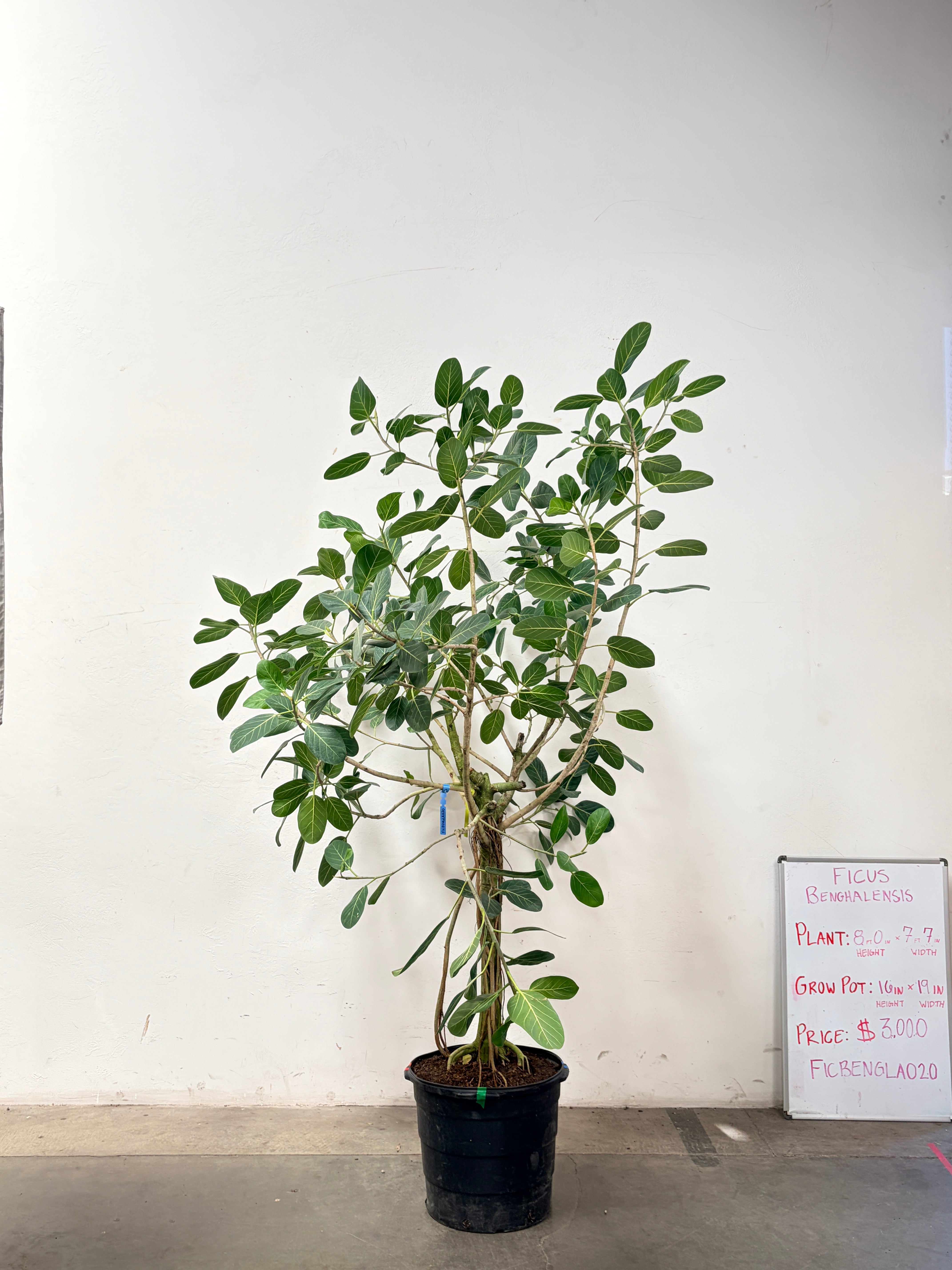Ficus Benghalensis FICBENGLA020