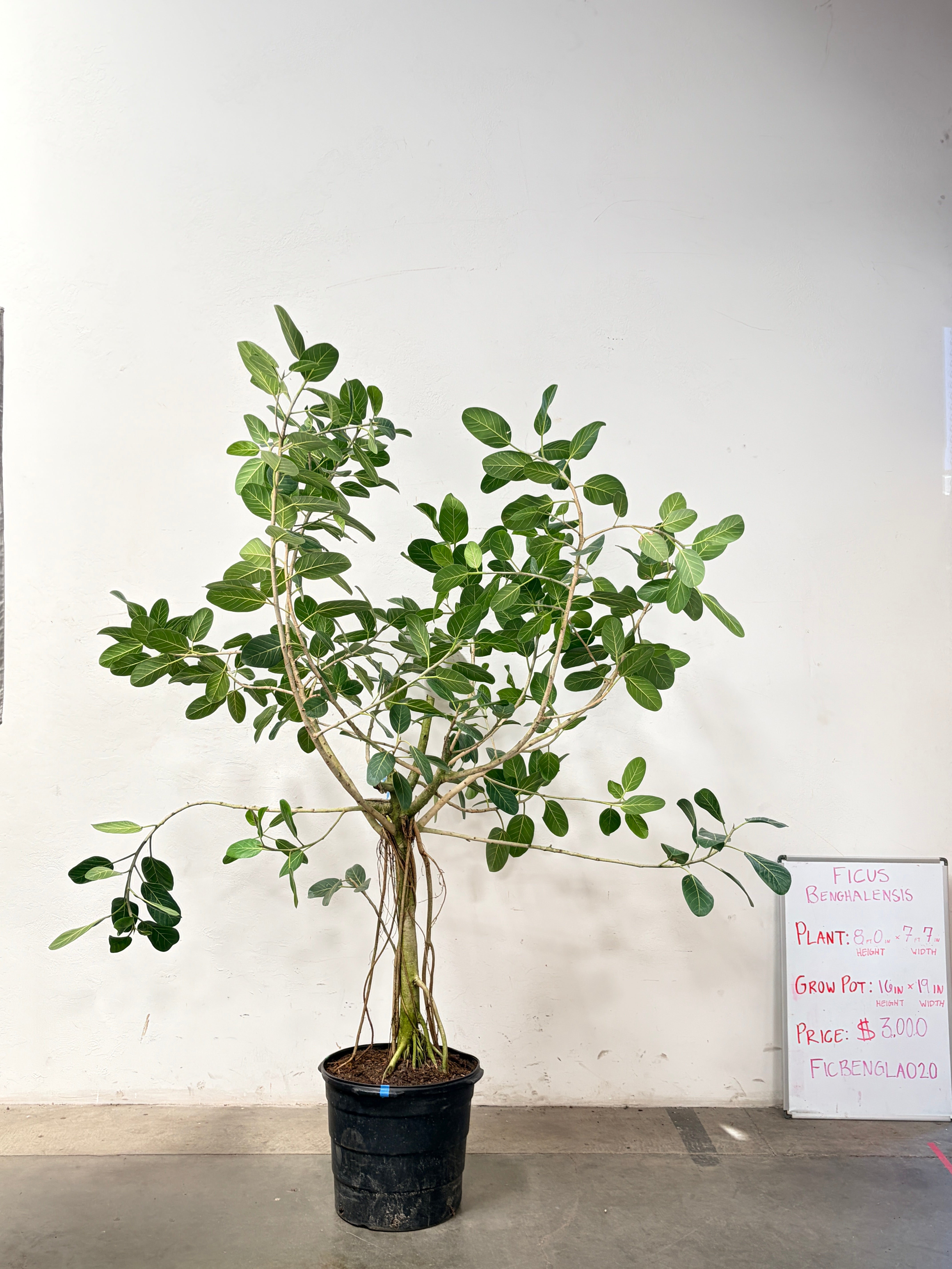 Ficus Benghalensis FICBENGLA020