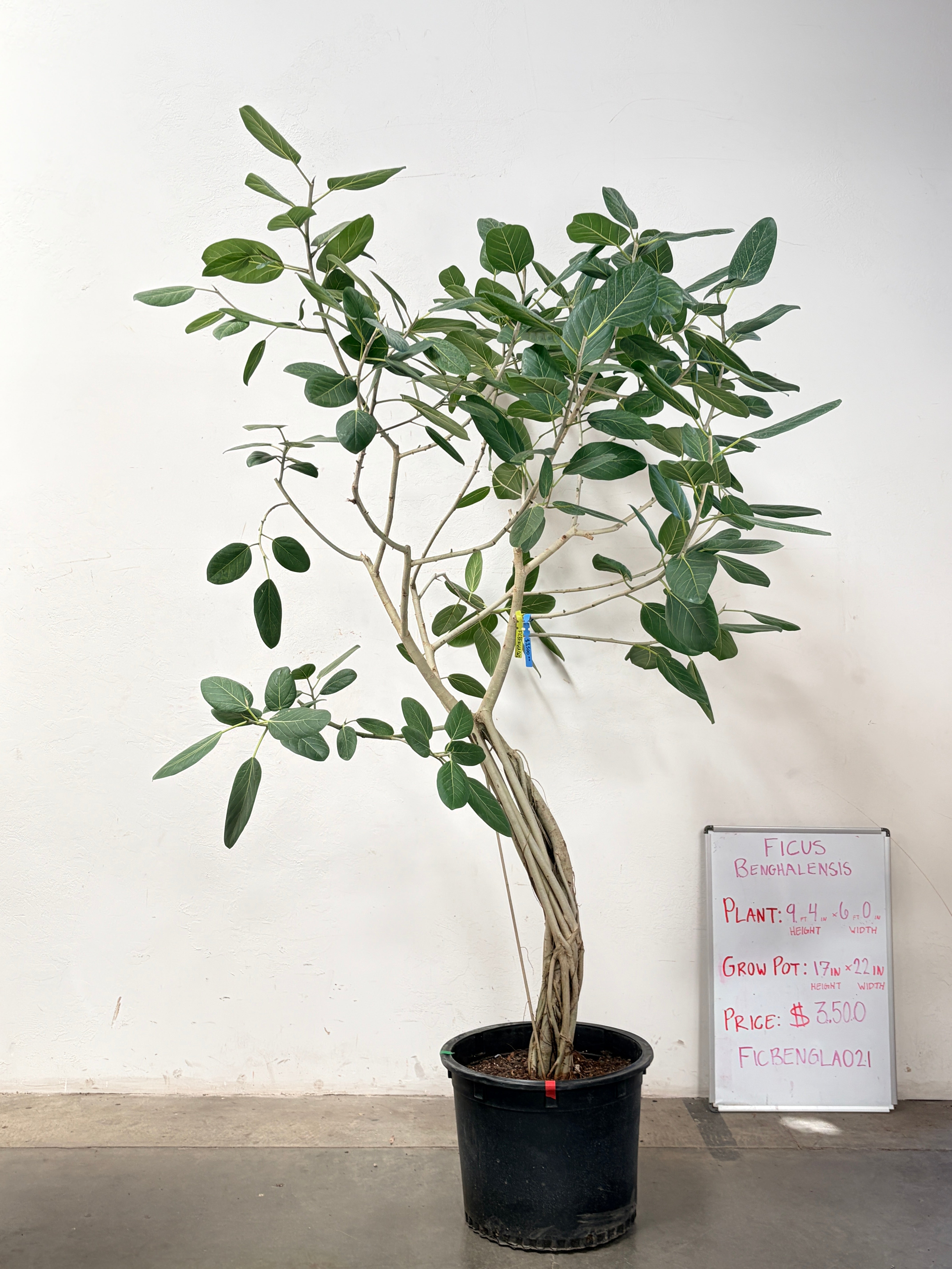 Ficus Benghalensis FICBENGLA021