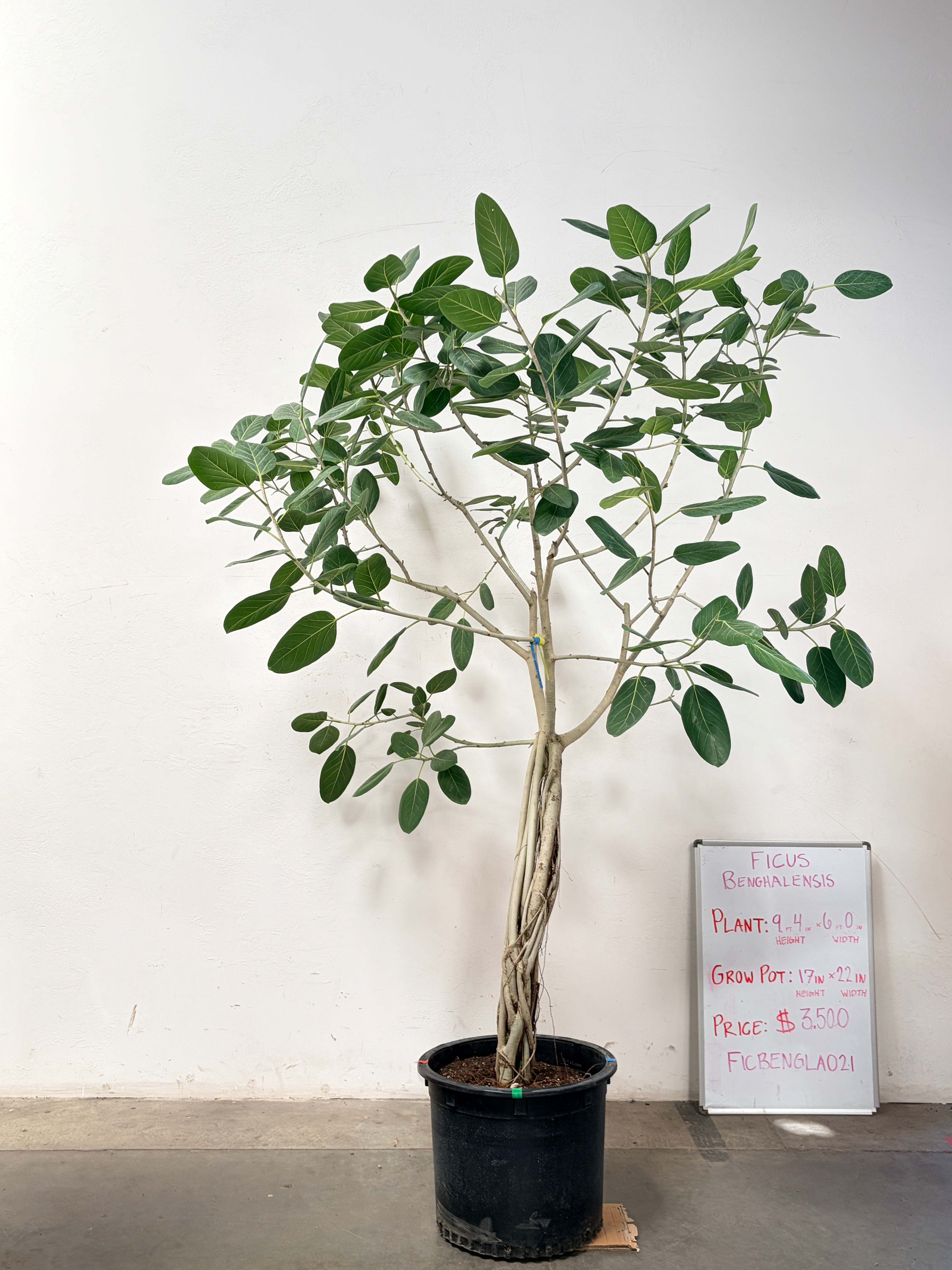 Ficus Benghalensis FICBENGLA021