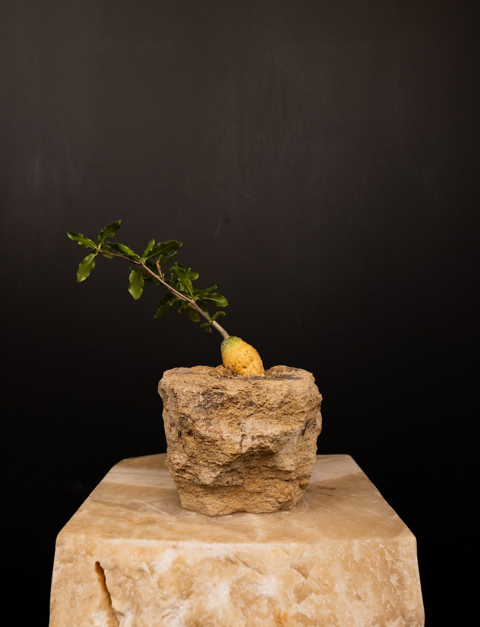 Woodstone Pot "POT ONLY"
