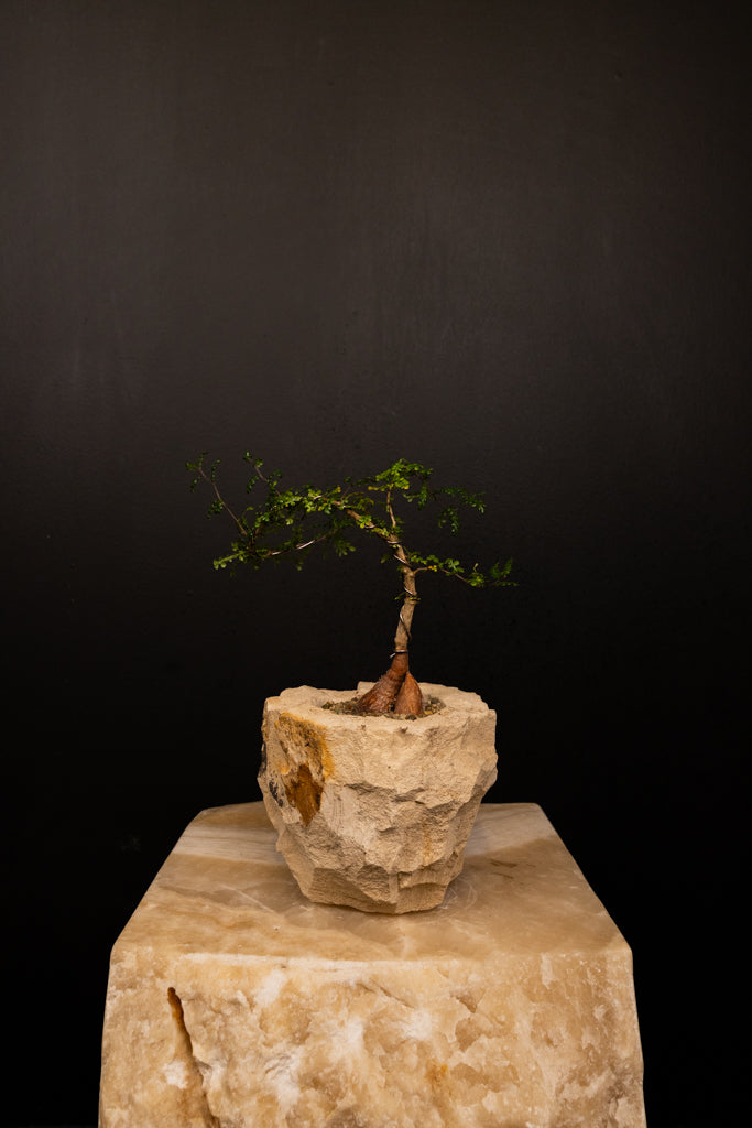 'Baby Daddy' Operculicarya Decaryi