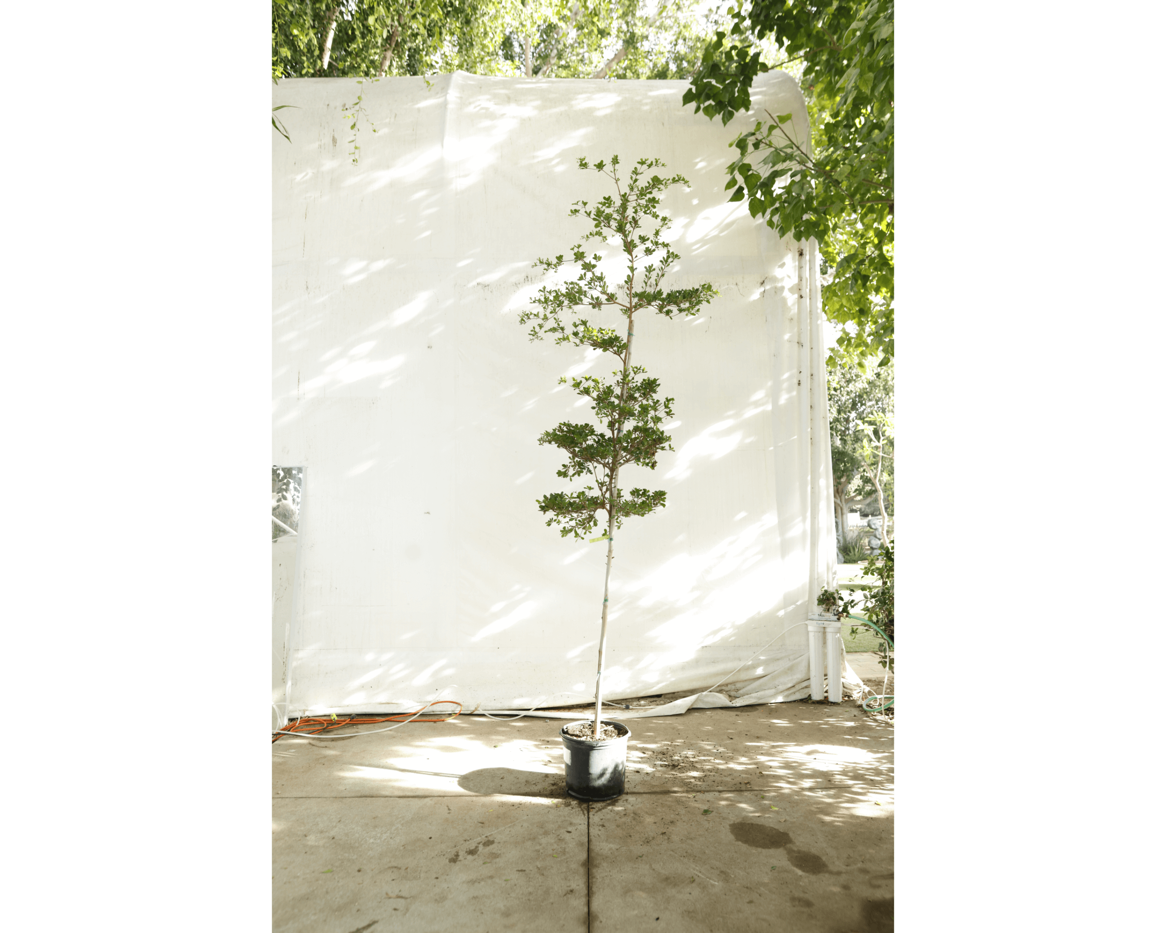 Black Olive OC11
