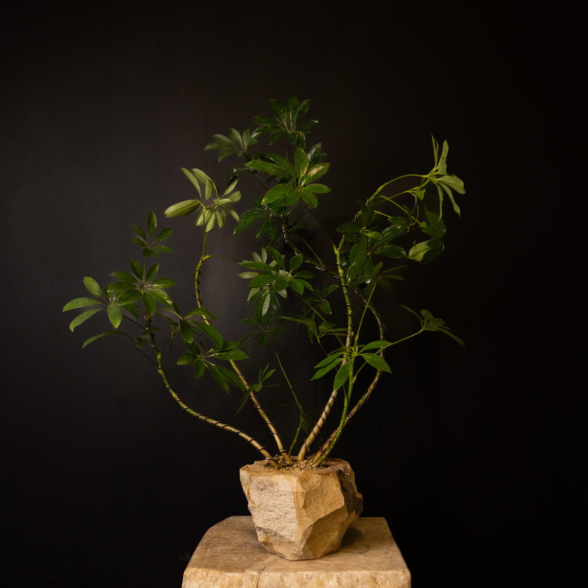 'Baby Daddy' Schefflera arboricola *PICKUP ONLY*