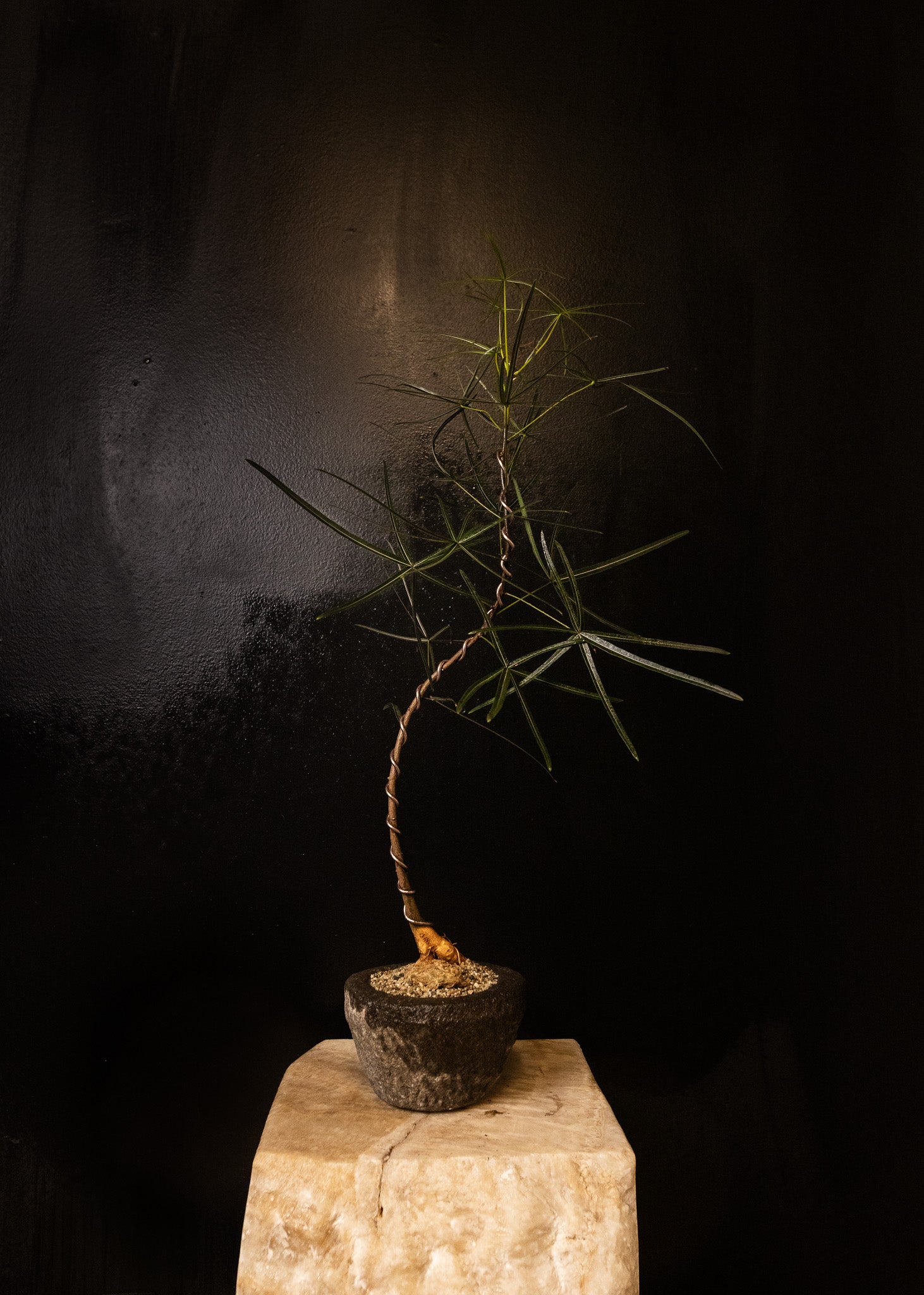 'Baby Daddy' Brachychiton Rupestris