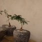 Operculicarya Decaryi in Antique Stone Garlic Mortar