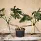 Monstera Deliciosa Specimen PLANT ONLY. "In store pickup or local delivery ONLY"