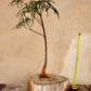 Brachychiton Rupestris "Queensland Bottle Tree" Pickup or local delivery only
