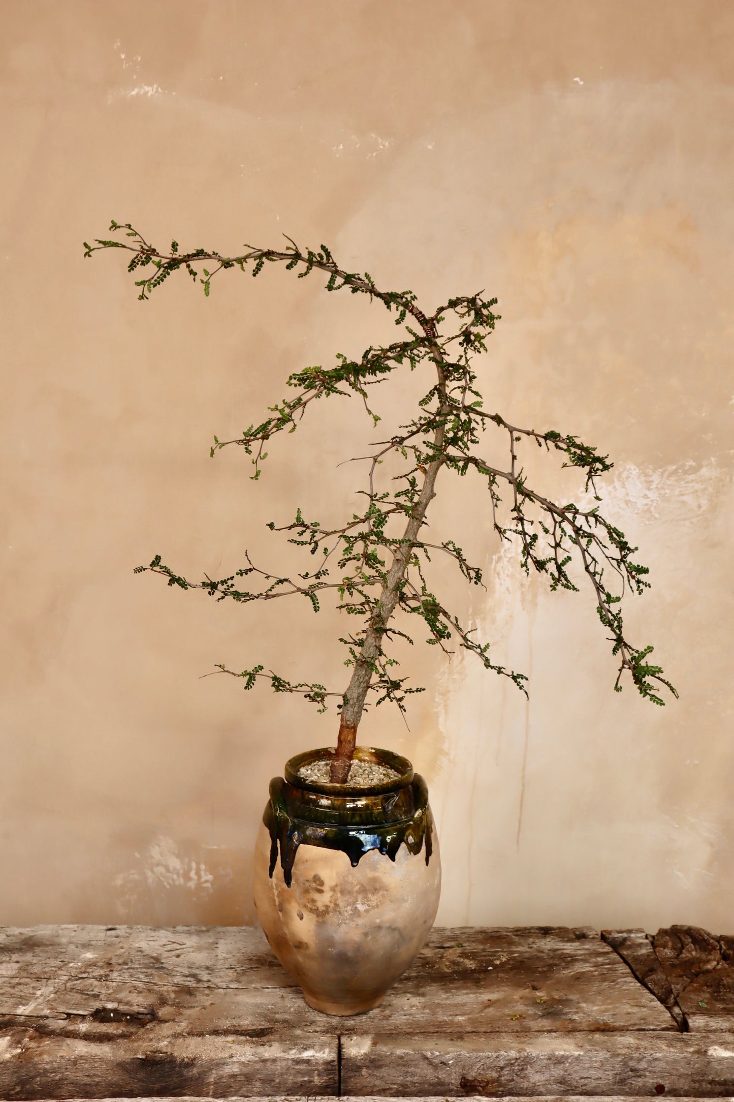 Operculicarya Decaryi in Vintage half glazed Turkish Olive Jar "Madagascar Elephant Tree"
