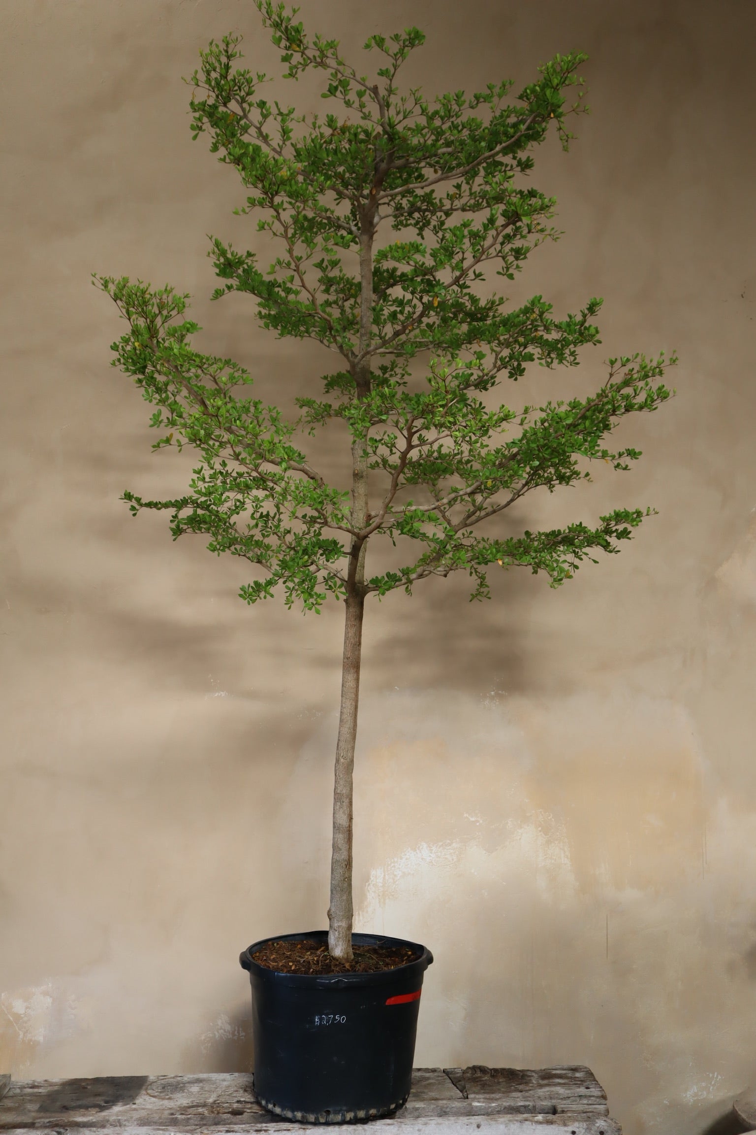 XL Black Olive "Bucida Buceras" Local pickup or delivery ONLY