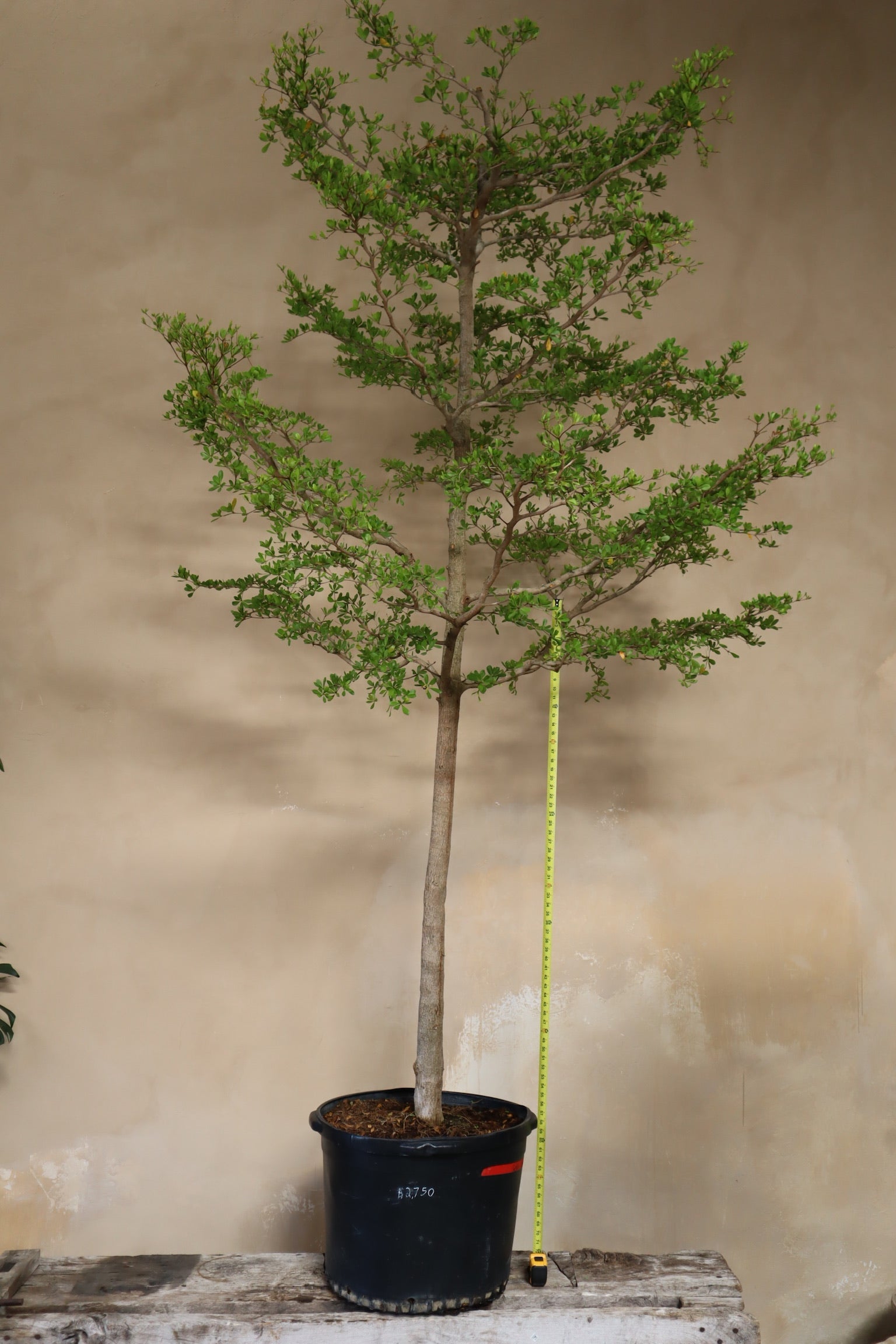 XL Black Olive "Bucida Buceras" Local pickup or delivery ONLY