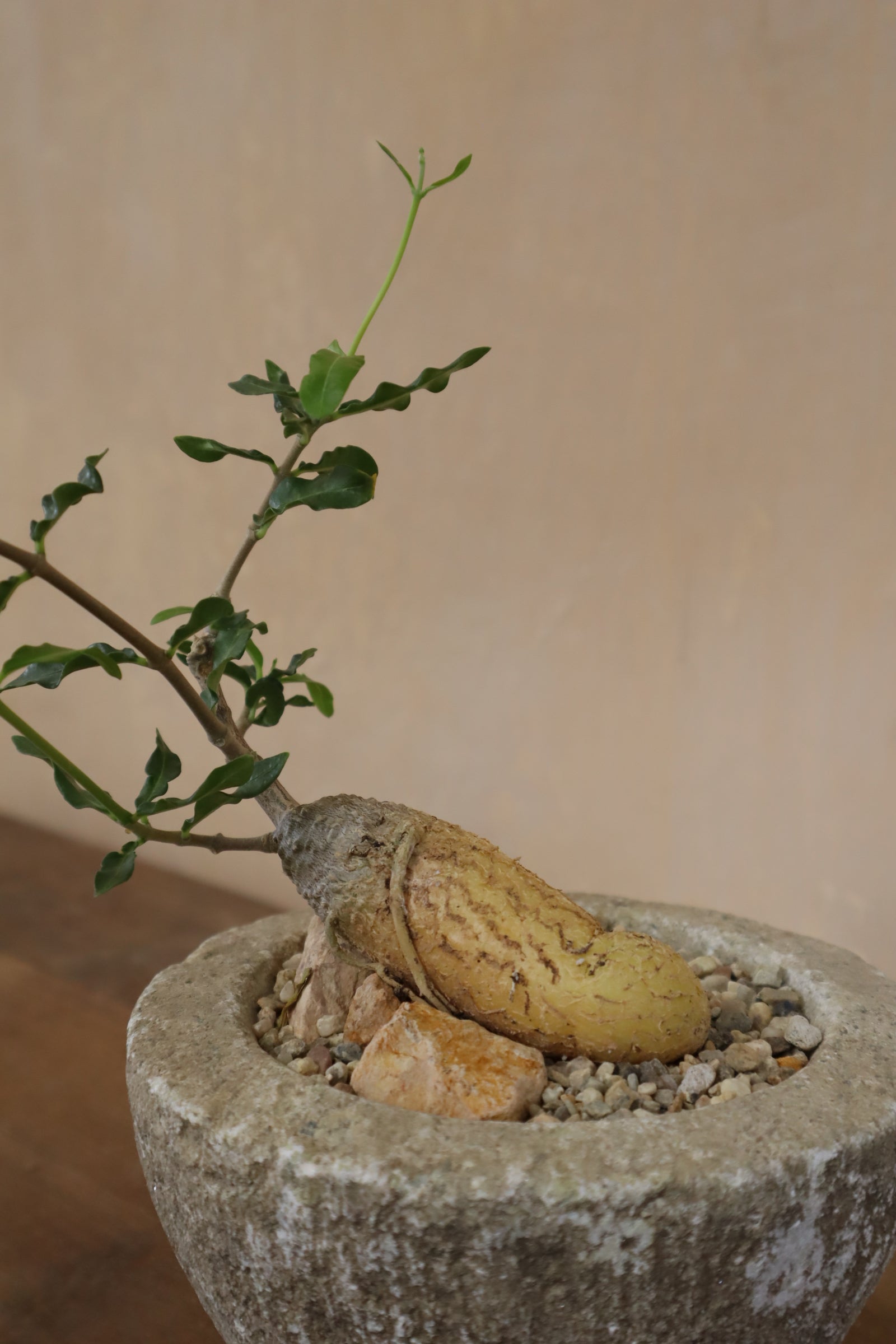 Fockea Crispa in Antique Stone Garlic Mortar