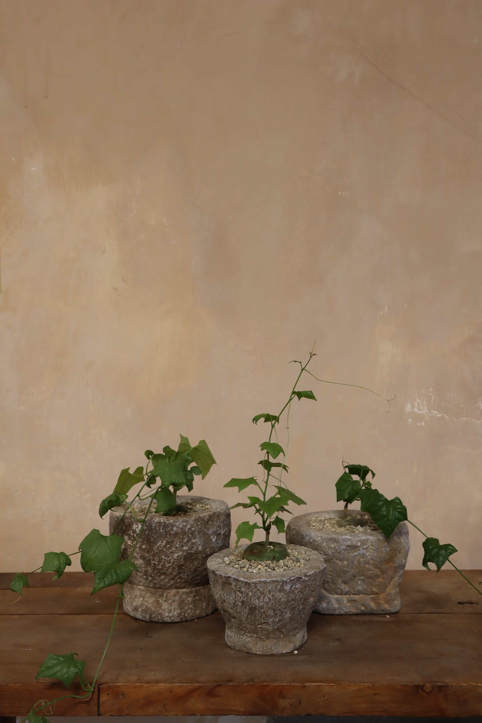 Gerrardanthus Macrorhizus in Antique Stone Garlic Mortar