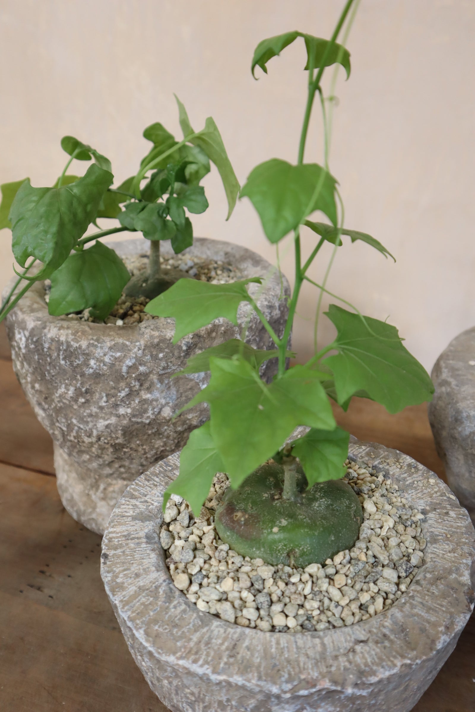 Gerrardanthus Macrorhizus in Antique Stone Garlic Mortar