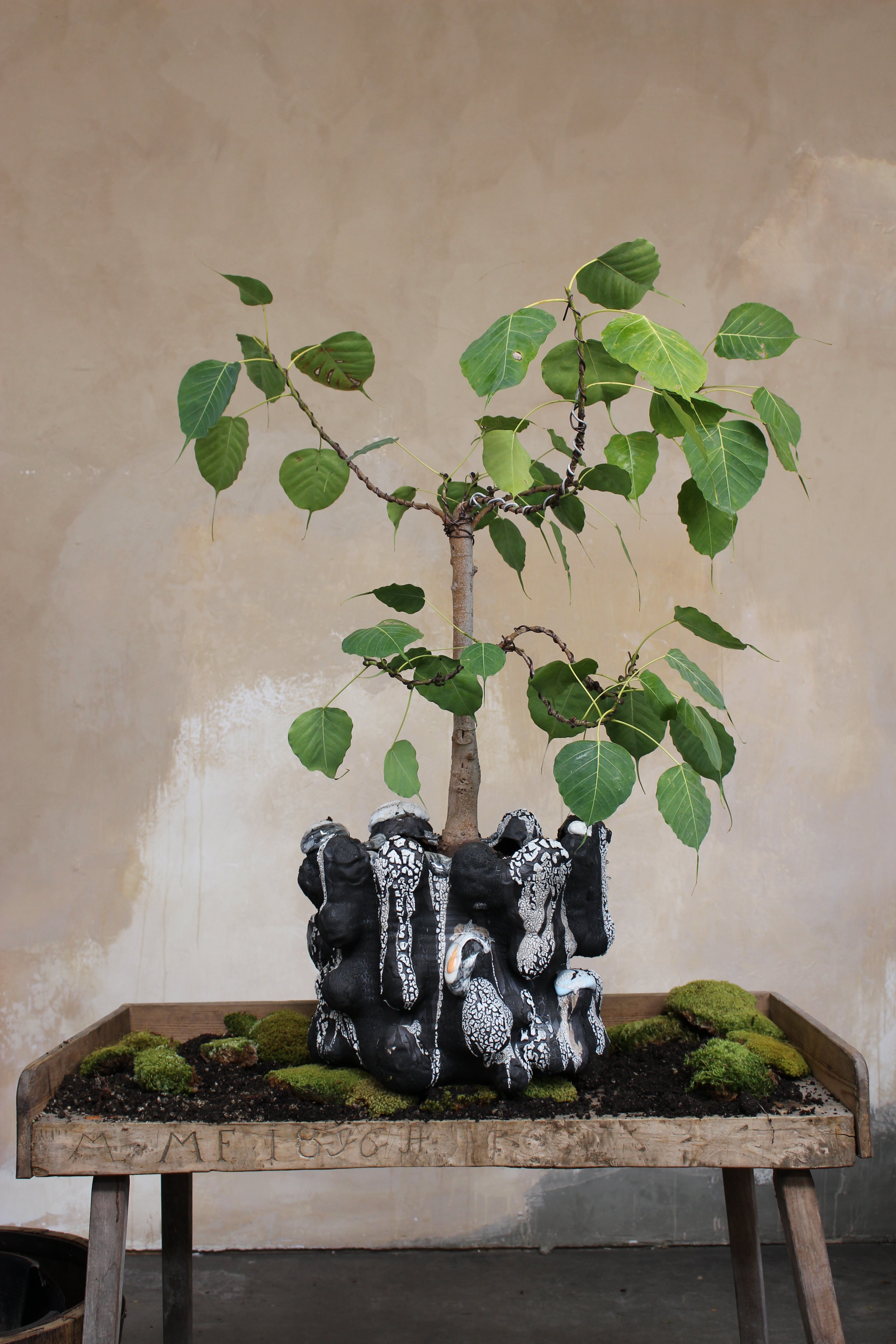 VINCE PALACIOS- CAVE VESSEL: BLACK LICHEN