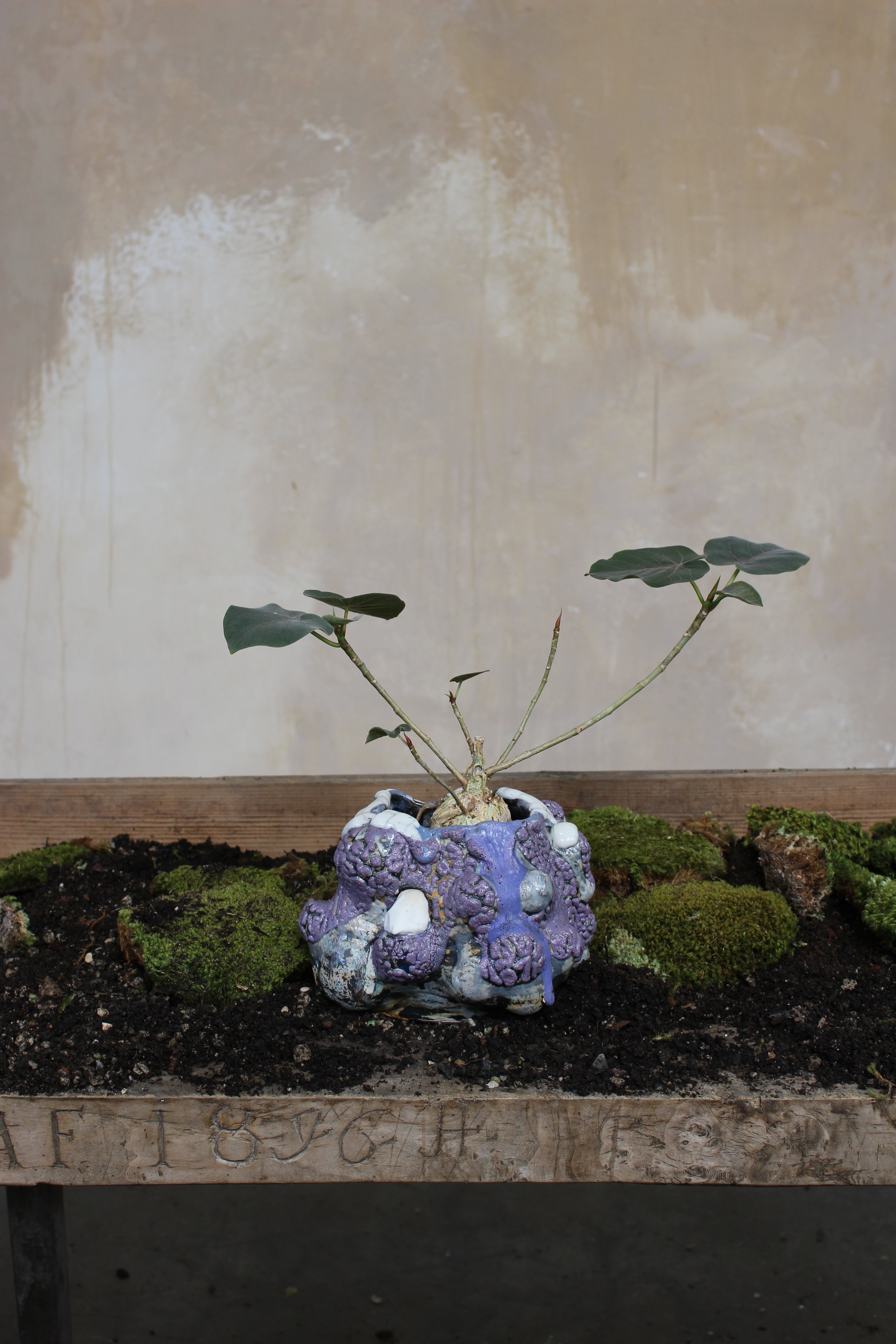 VINCE PALACIOS- CAVE VESSEL: PURPLE W/WHITE LIP