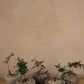 Operculicarya Decaryi in Antique Stone Garlic Mortar
