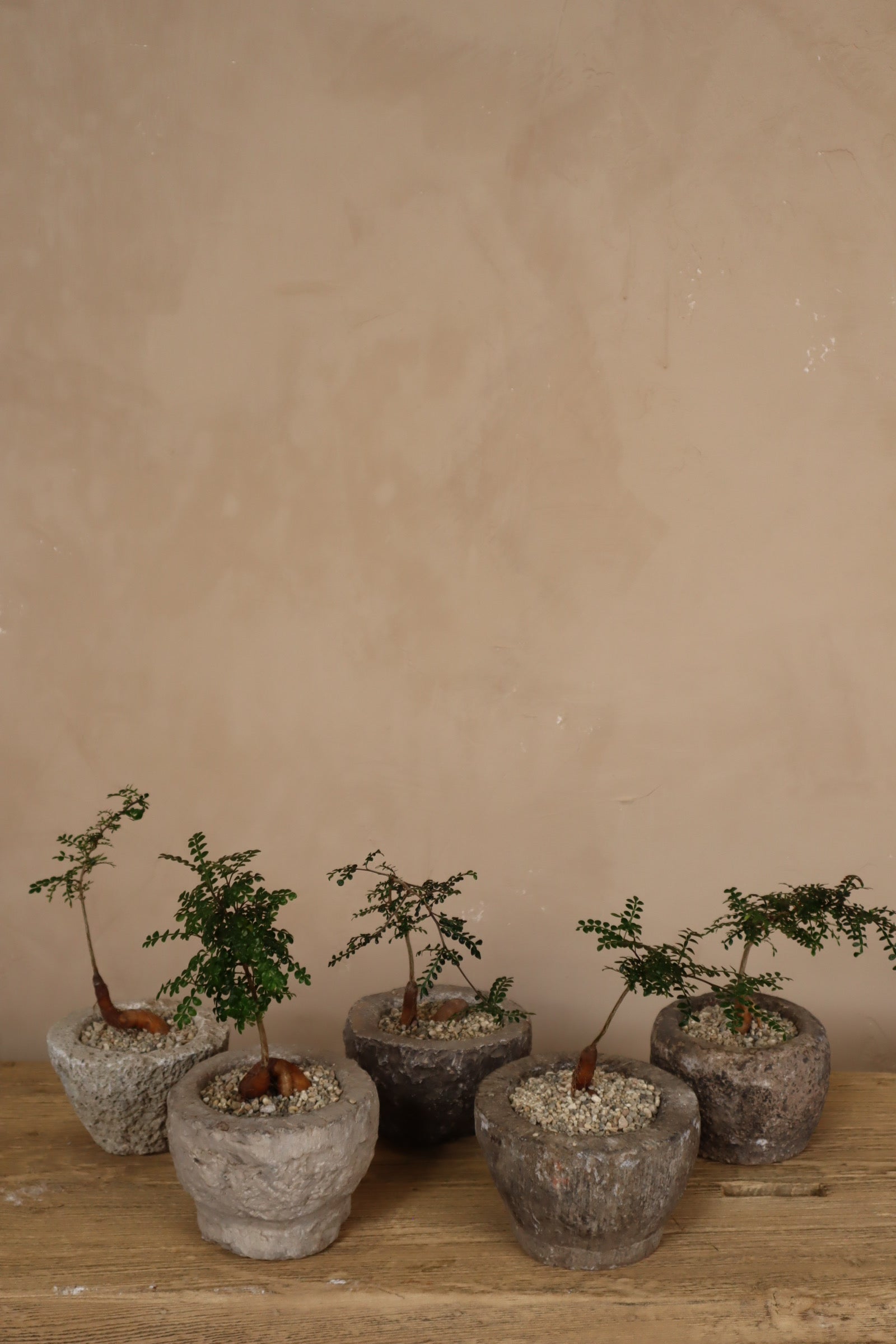 Operculicarya Decaryi in Antique Stone Garlic Mortar