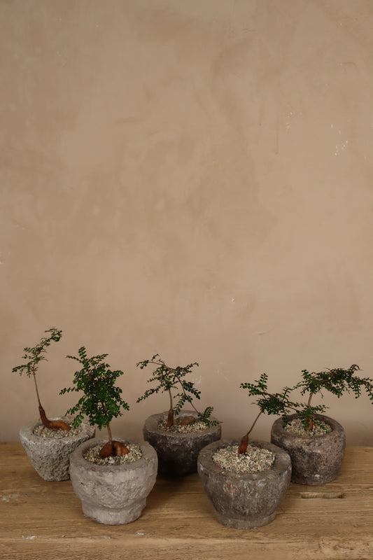 Operculicarya Decaryi in Antique Stone Garlic Mortar