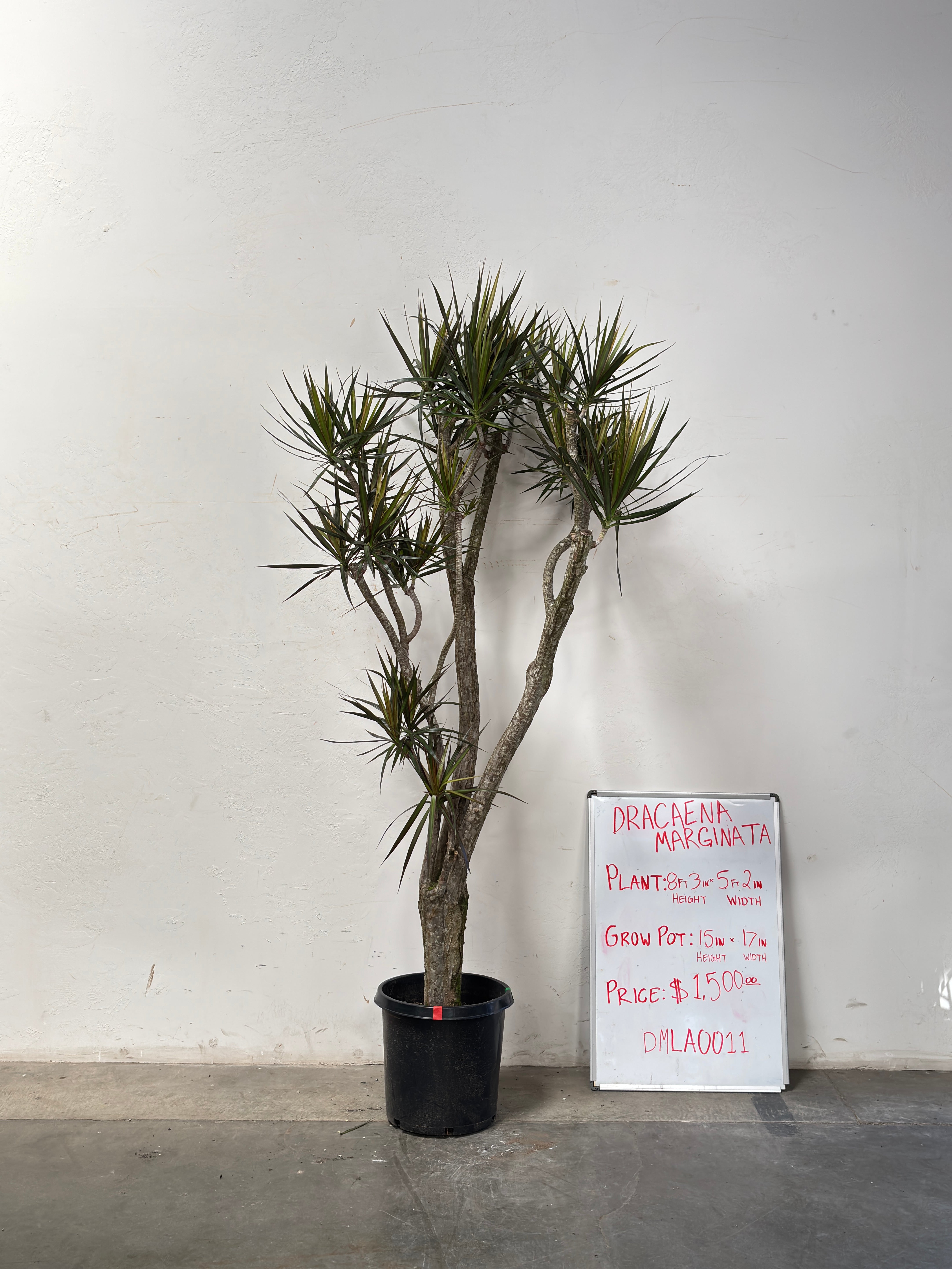 Dracaena Marginata DMLA0011