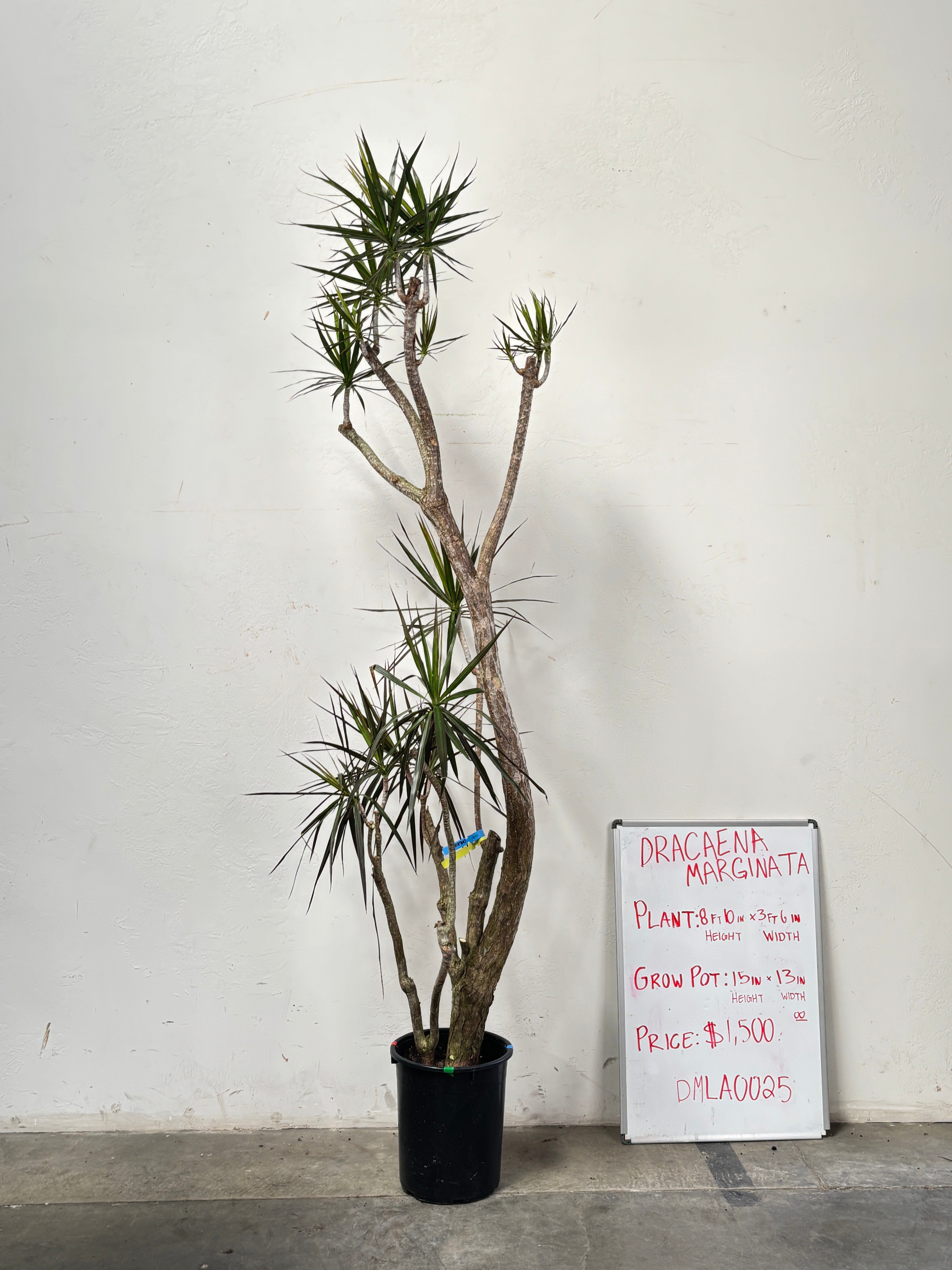 Dracaena Marginata DMLA0025