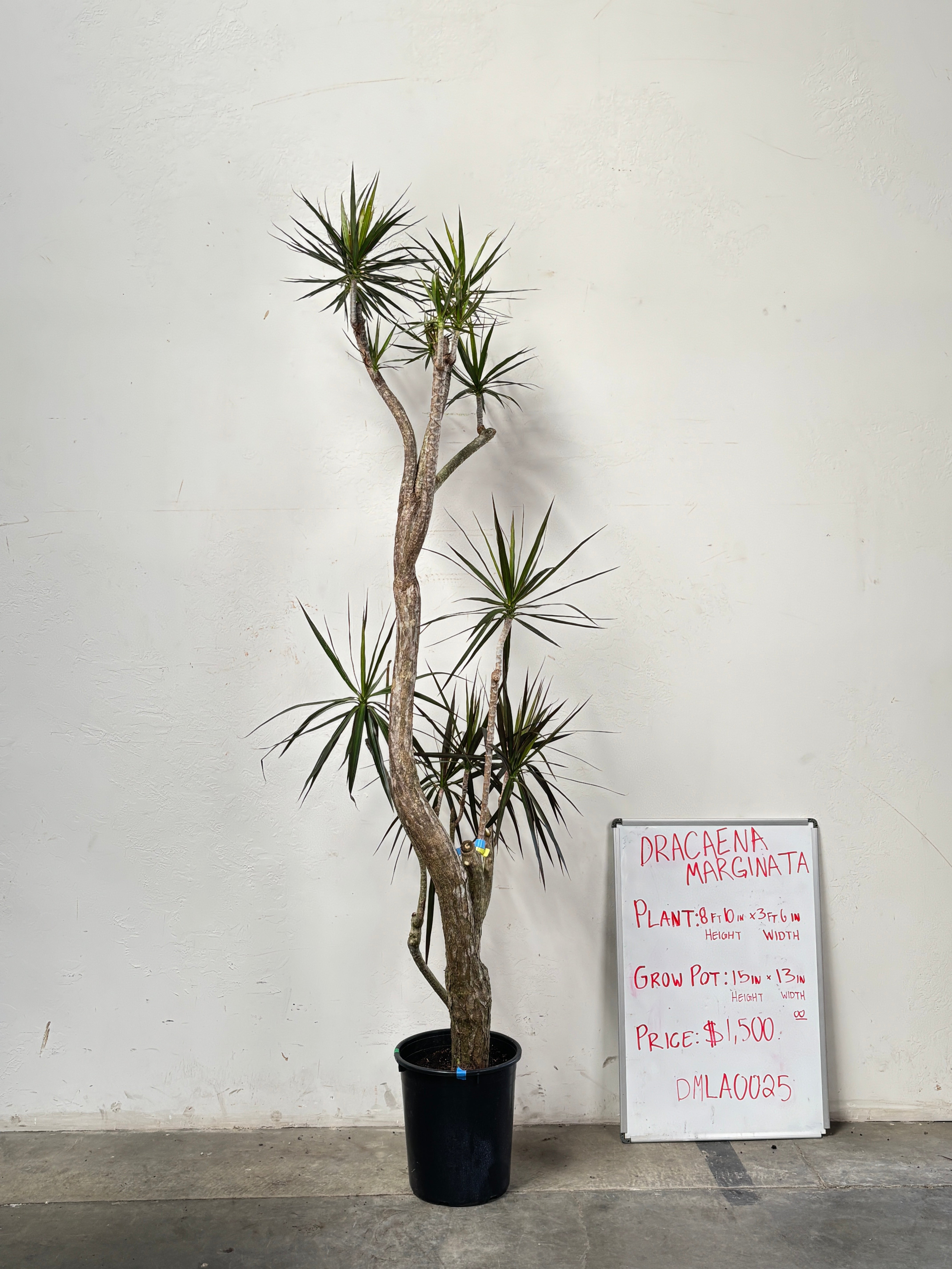 Dracaena Marginata DMLA0025