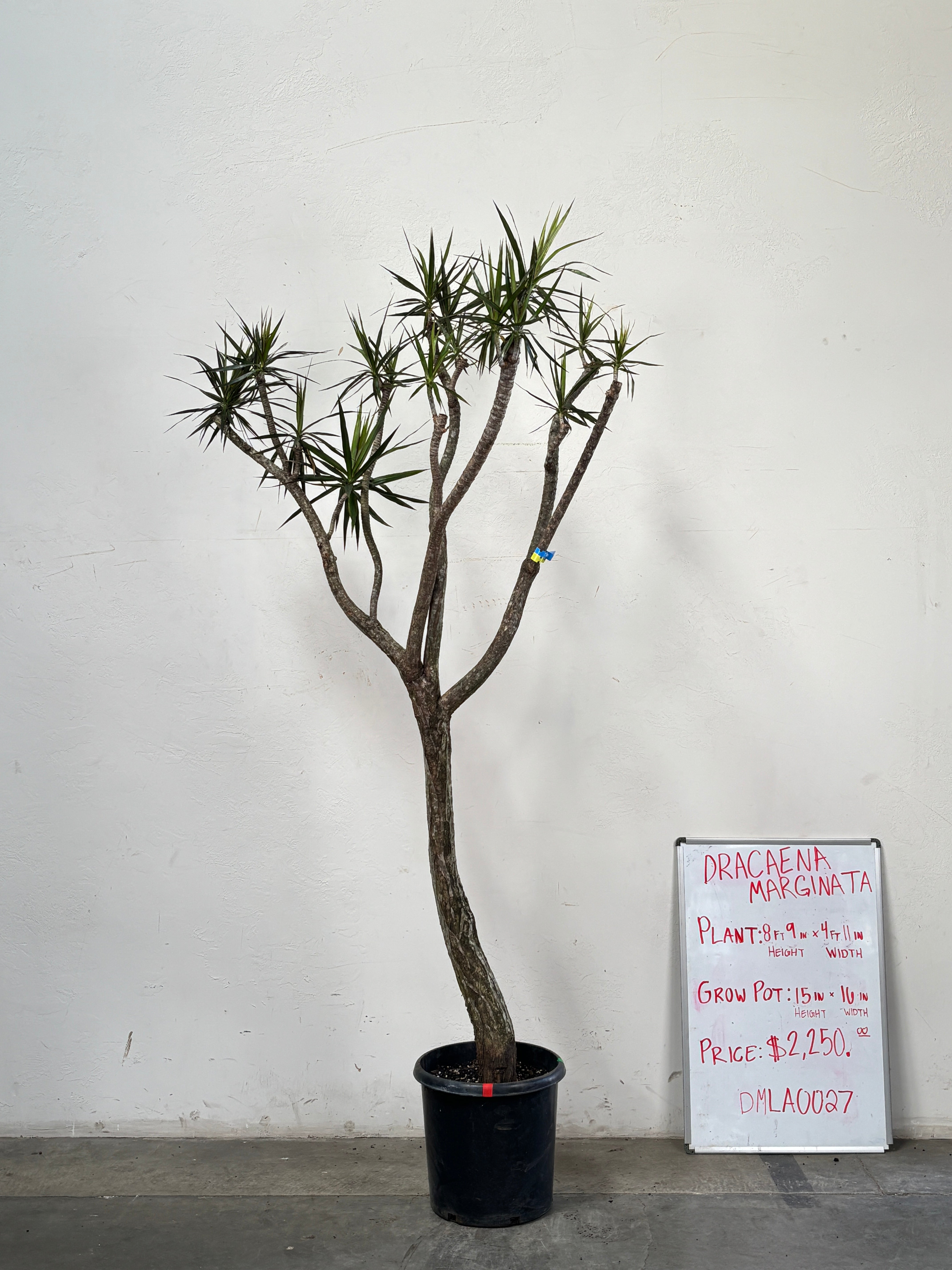 Dracaena Marginata DMLA0027