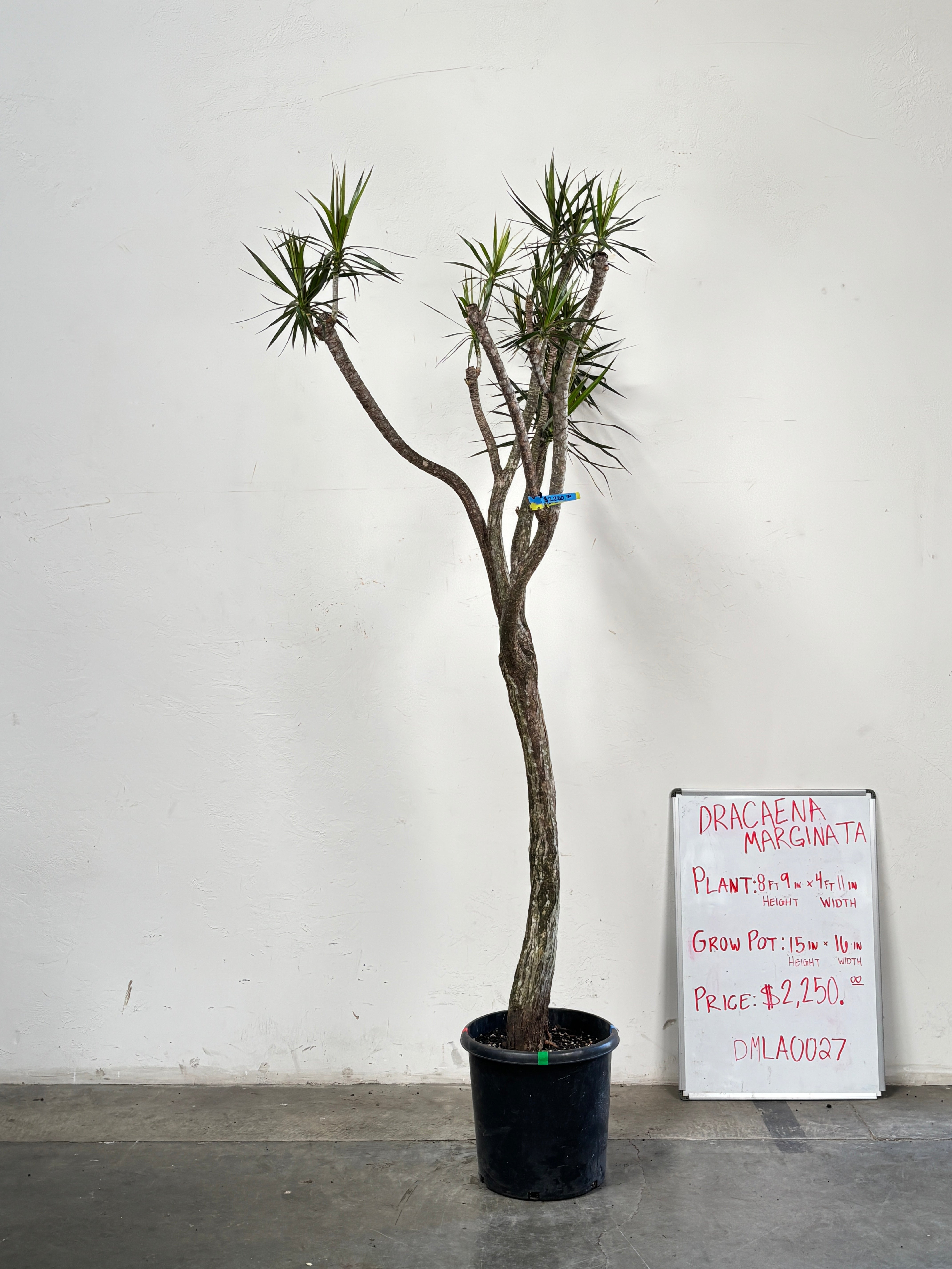 Dracaena Marginata DMLA0027
