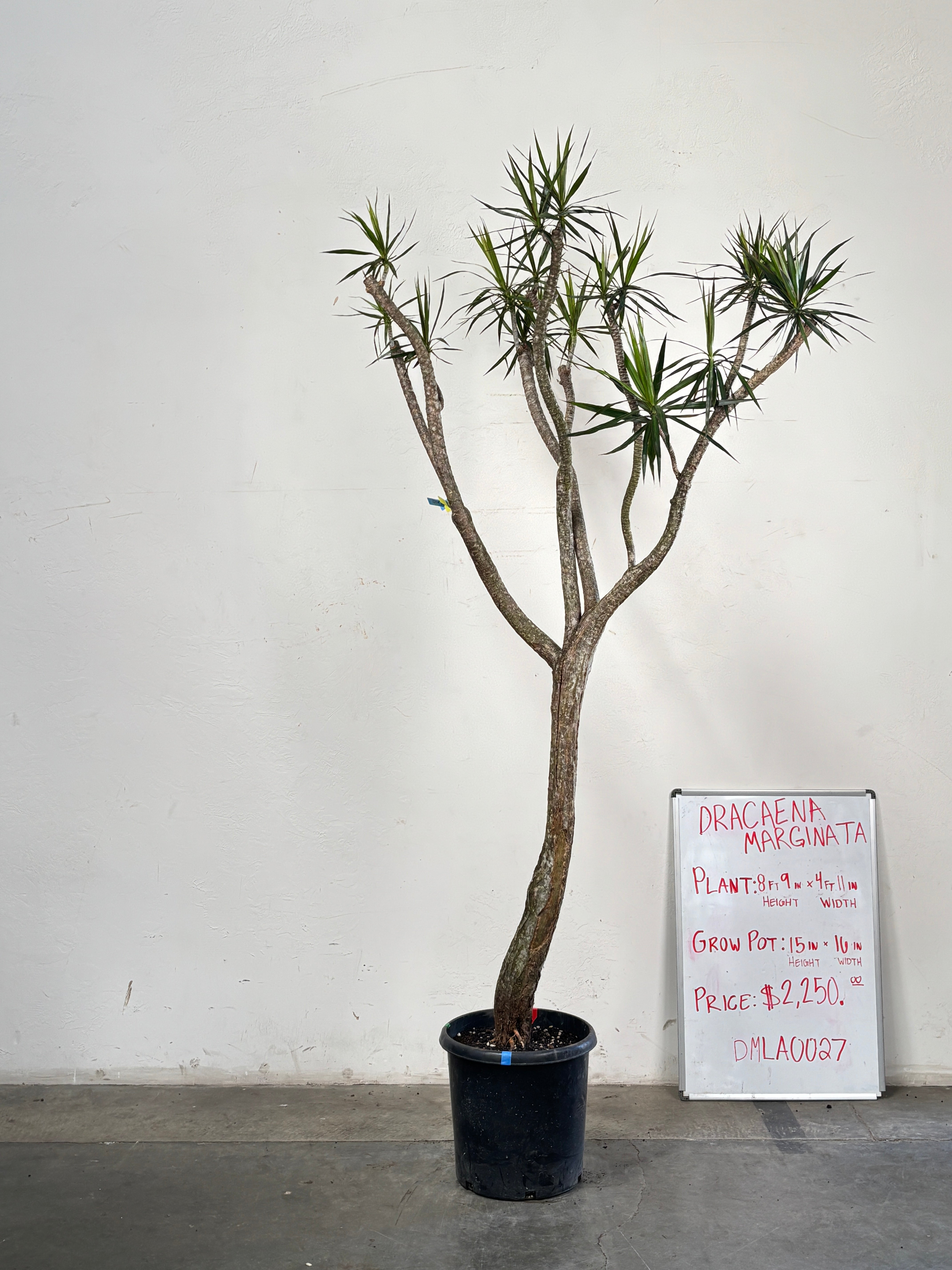 Dracaena Marginata DMLA0027