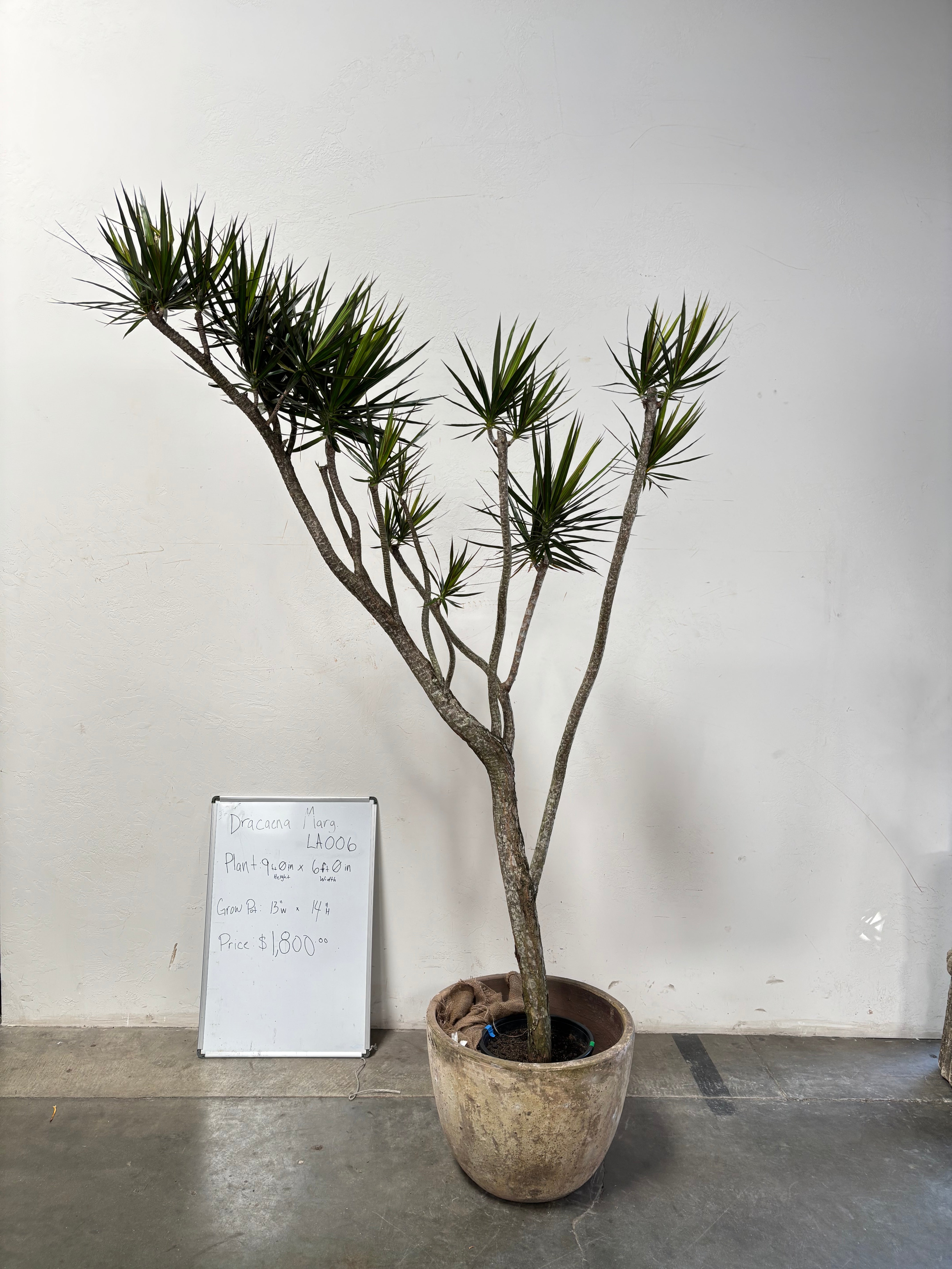 Dracaena Marginata LA006