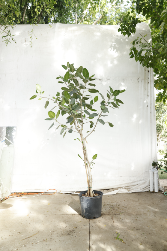 ficus-audrey-oc5-3