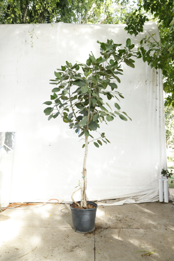 ficus-audrey-oc6-2