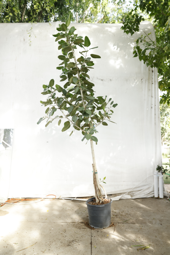 ficus-audrey-oc6-3